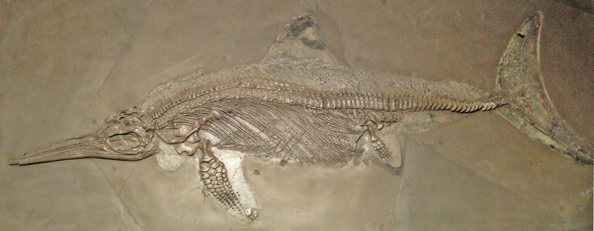 Fossil remains of a sea predator Ichthyosaur