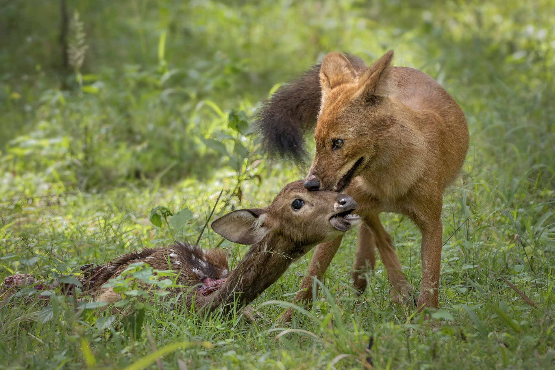 Dhole hunting Chital