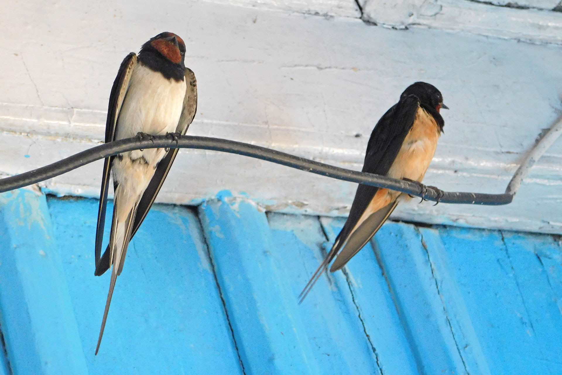 Image swallow pair | Nature Infocus
