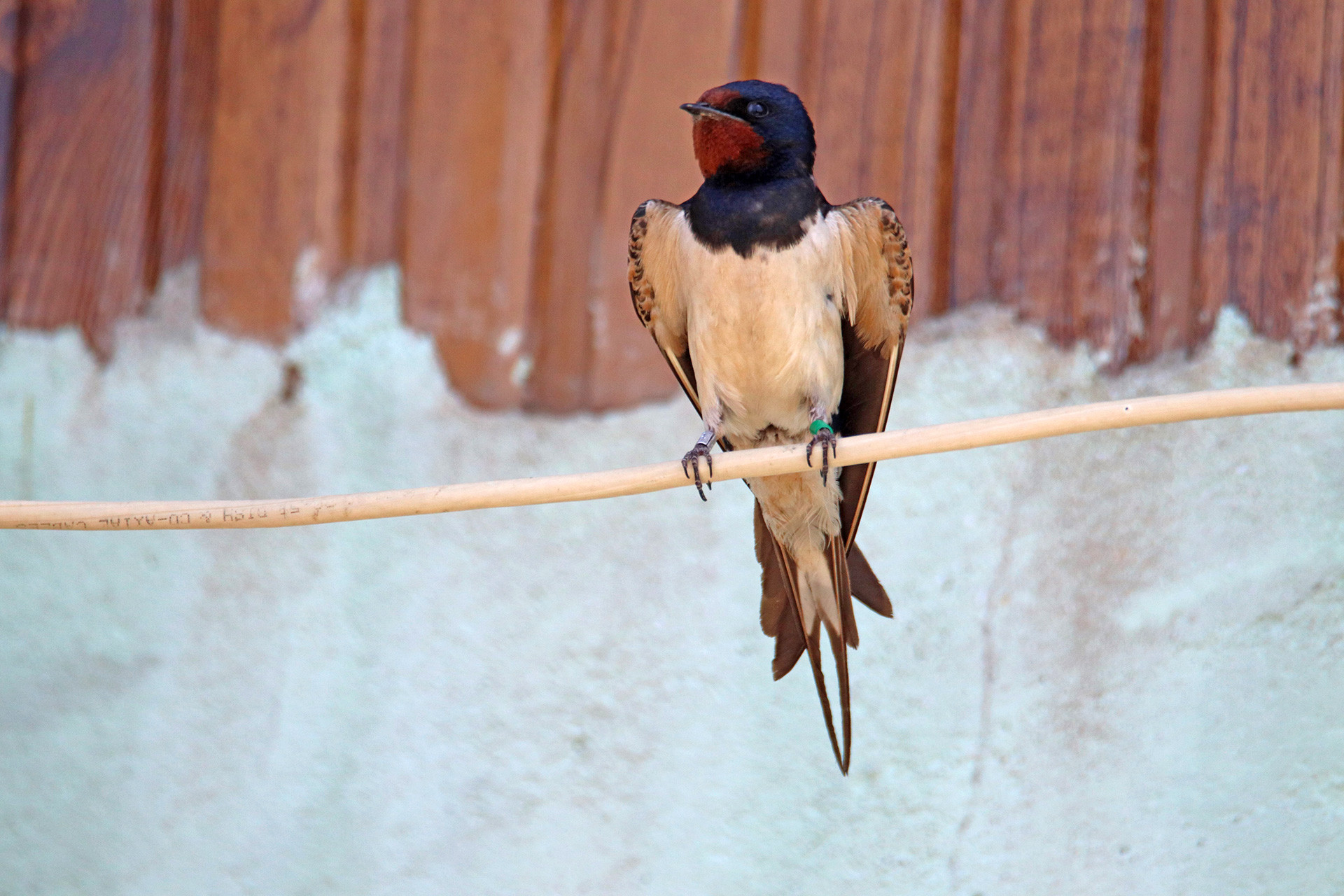 Image Katij with ring | Nature Infocus