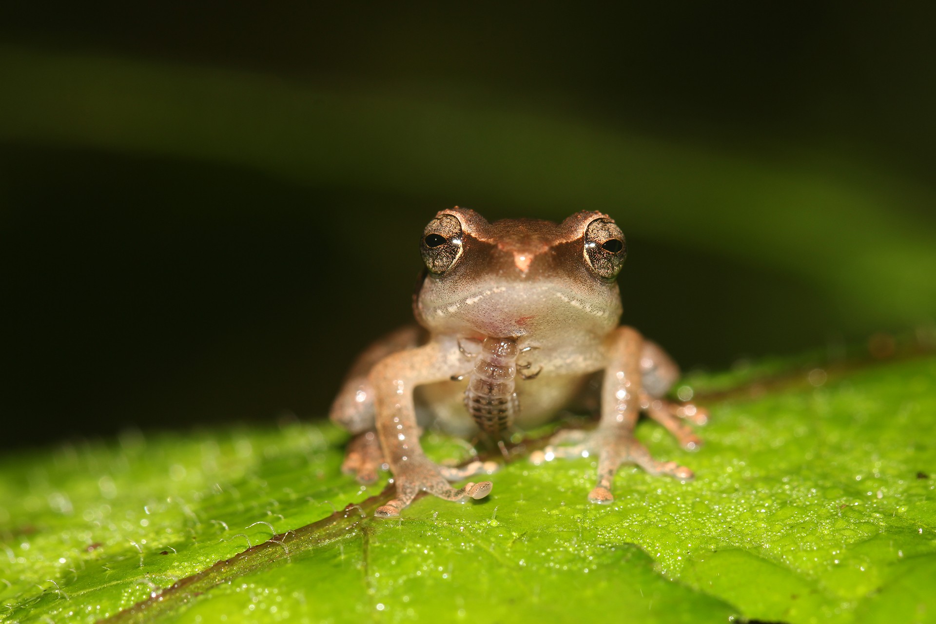 Larvae of the Epomis ground beetle feeding on a frog