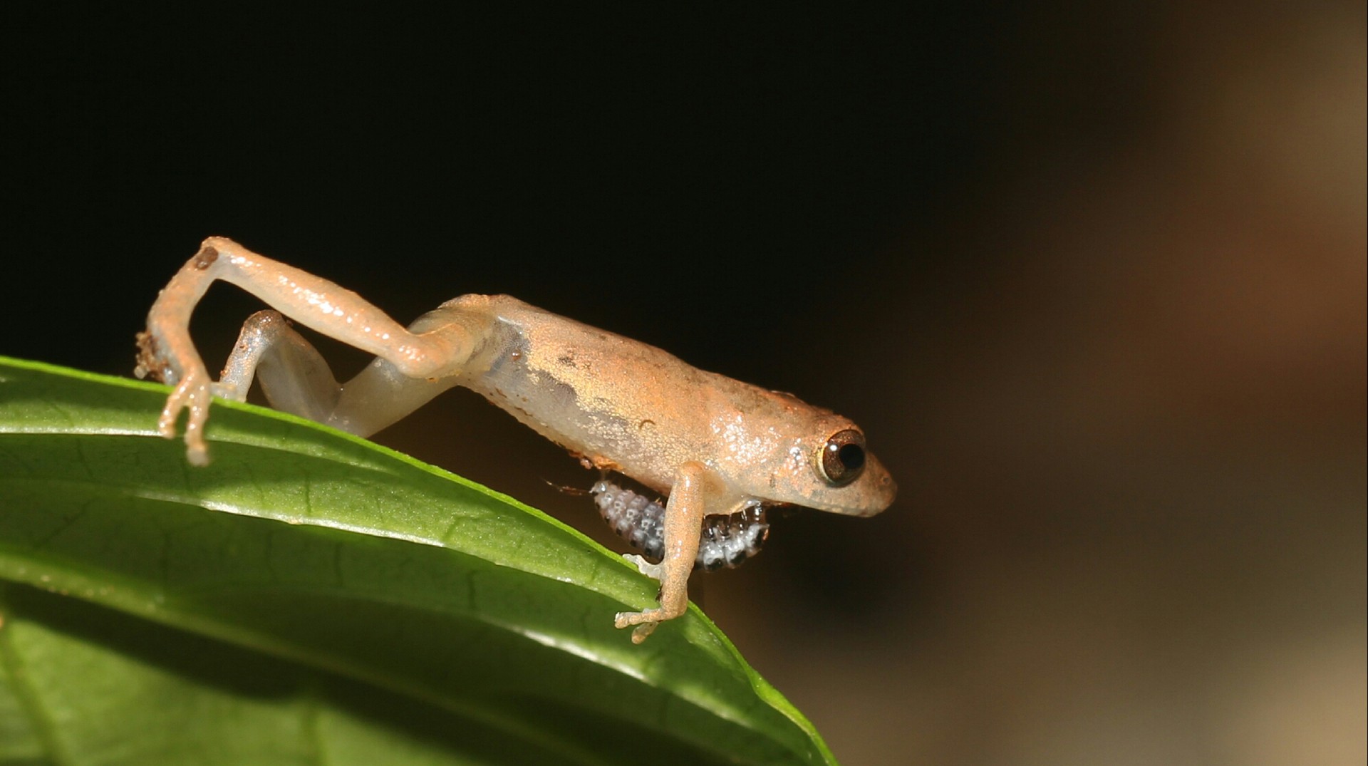 Amboli Bush Frog affected by larva of an Epomis beetle