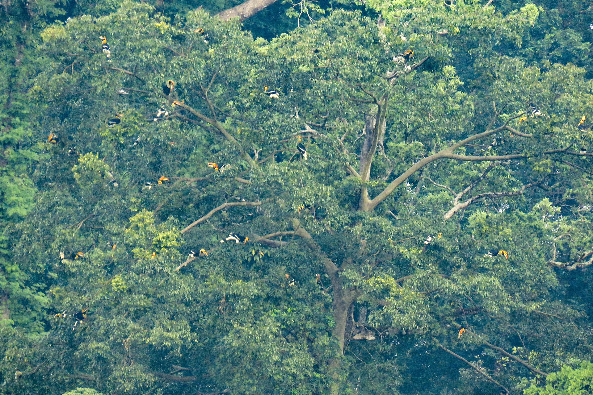 A flock of Great Hornbills roosting on a tree in the Western Ghats