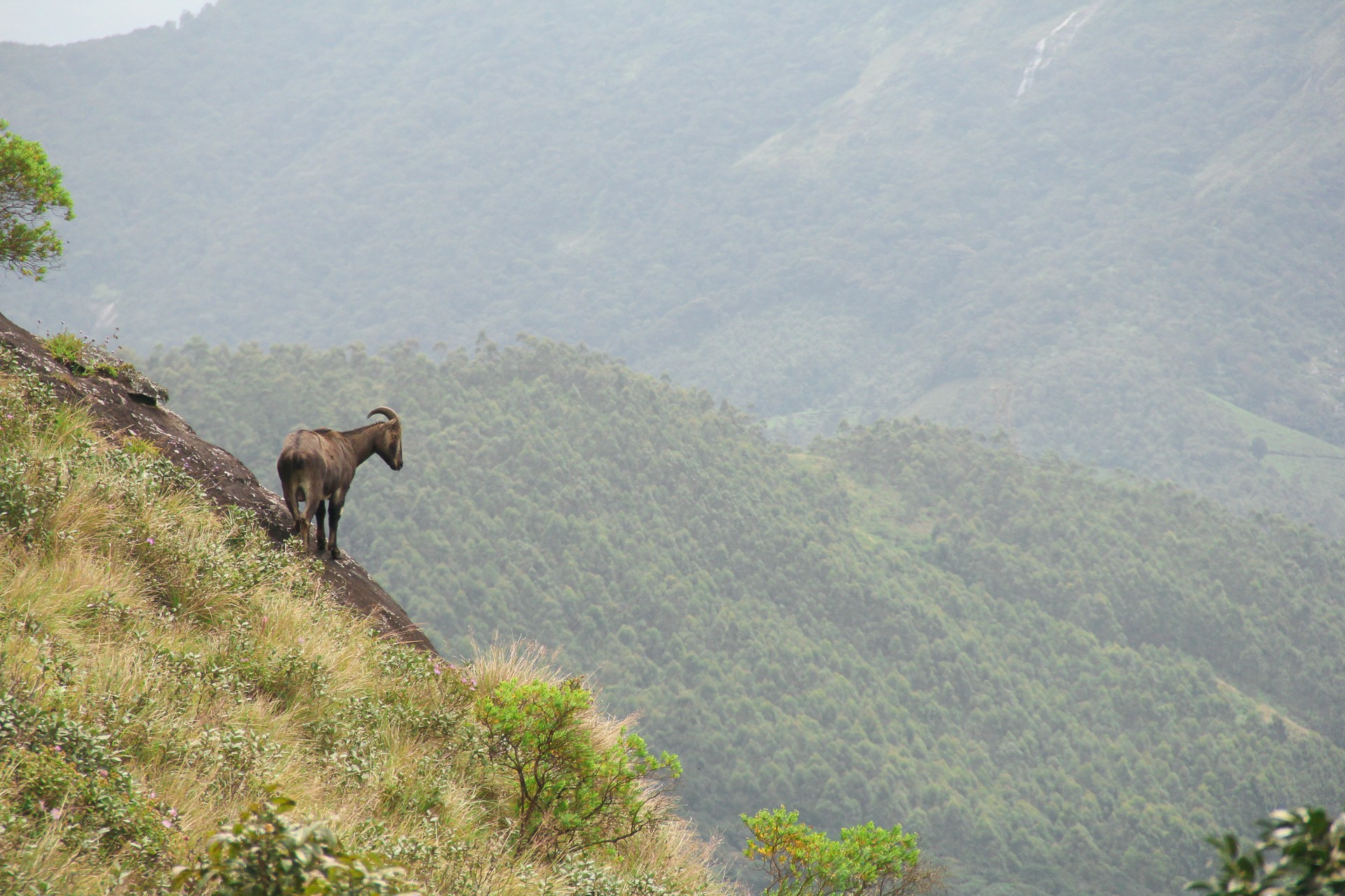 Img - Tahrs In Danger | Nature inFocus