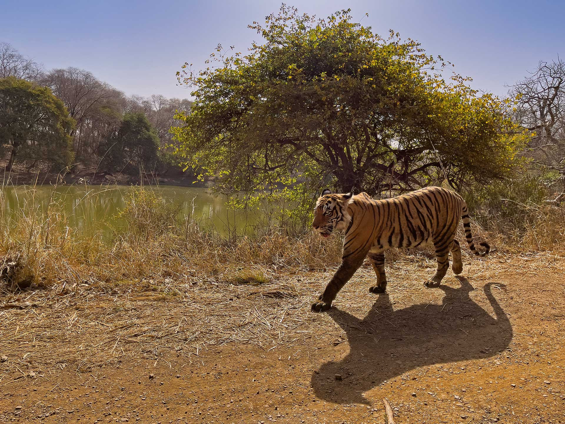      IMG      | Nature Infocus