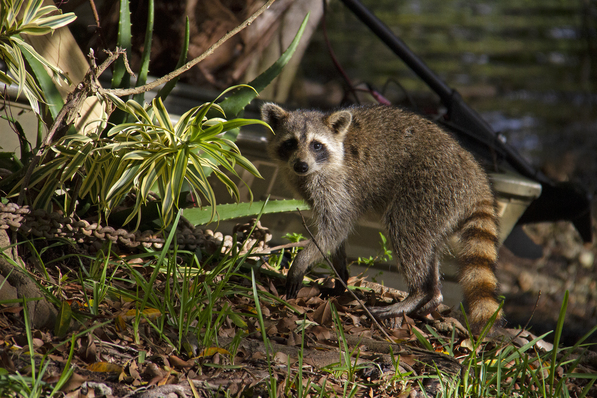 Img - Gardeners Of Our Cityscapes | Nature inFocus
