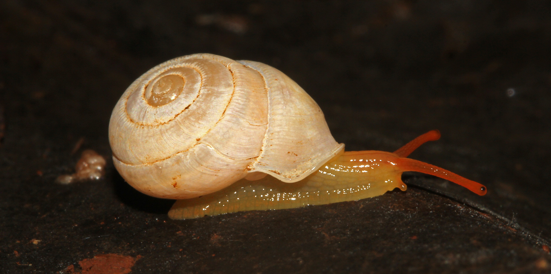 New snail species named after the Western Ghats
