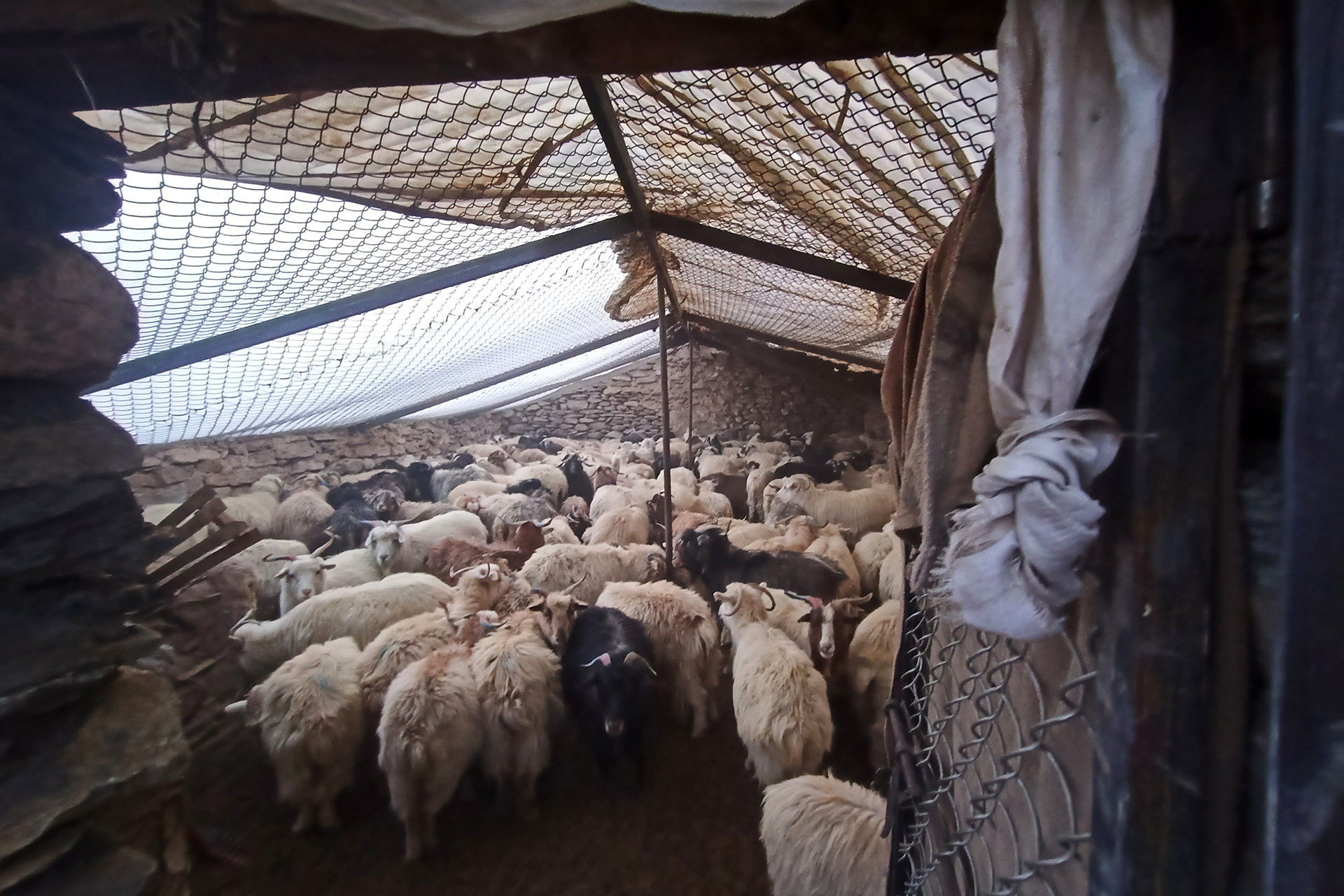 Img - How A Ladakhi Village Came Together To Keep Leopards And Wolves Away From Livestock | Nature inFocus