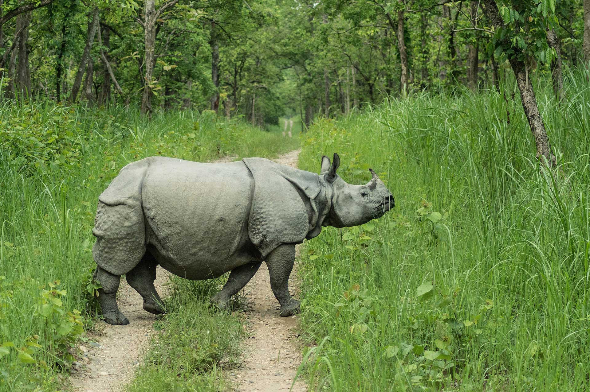 One-horned Rhinoceros in a forest 