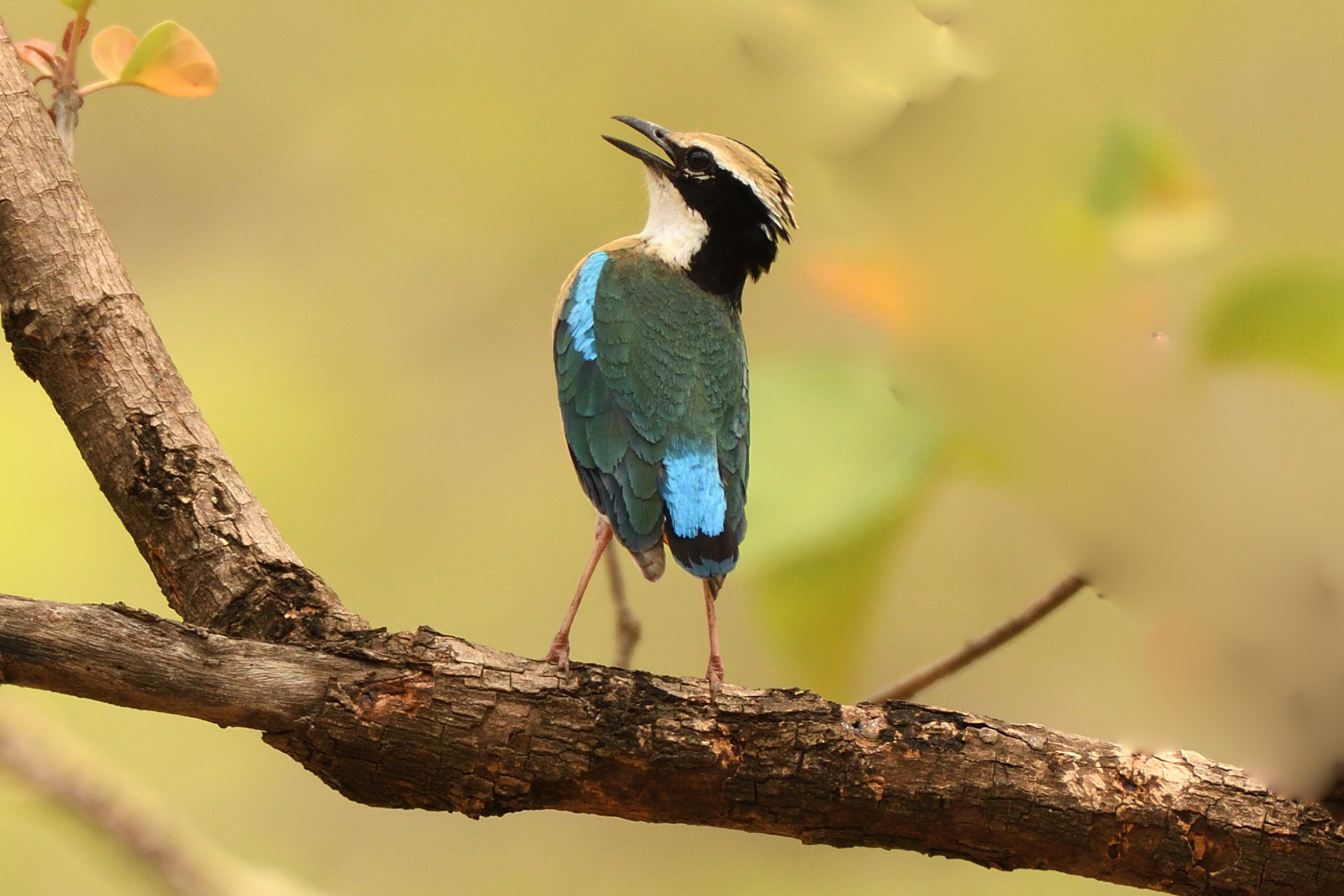 Indian pitta kajligarh fort - 13 Places To Go Birdwatching In Indore | Nature inFocus
