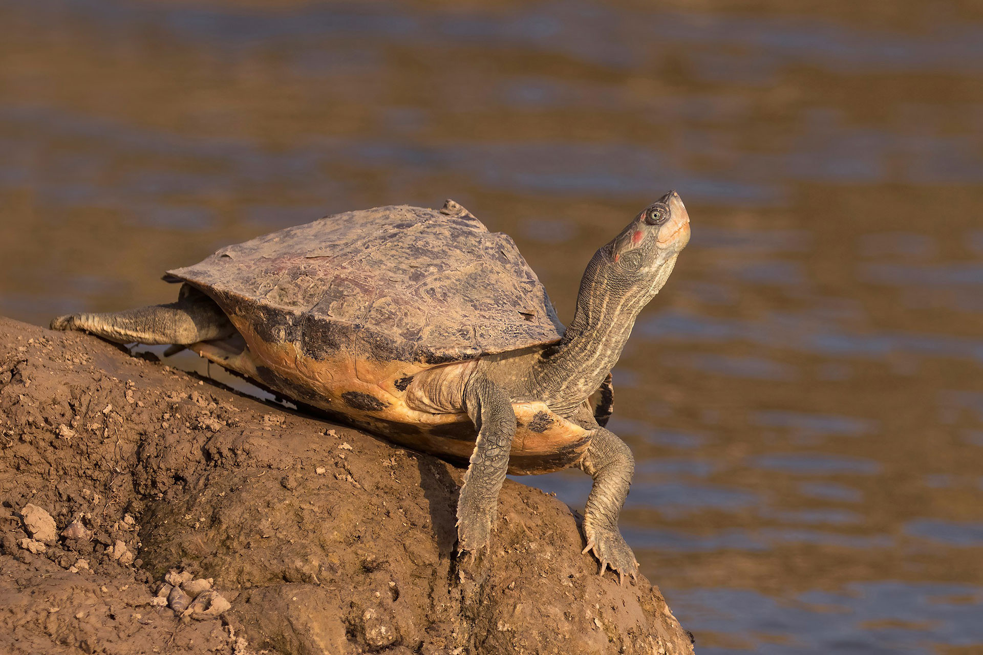      Indian tent turtle | Nature Infocus