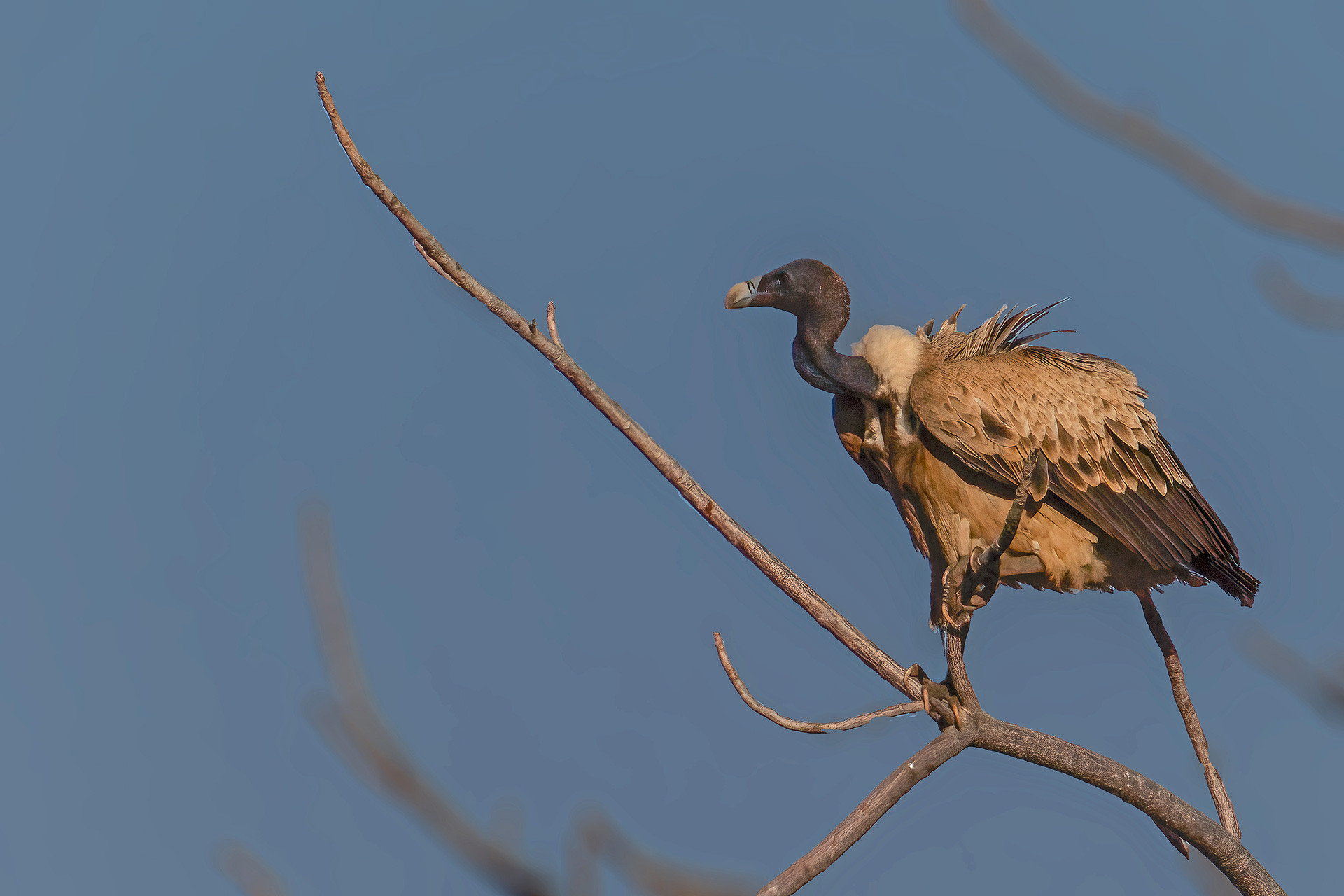 Indian Vulture Ritesh Khabia | Nature Infocus