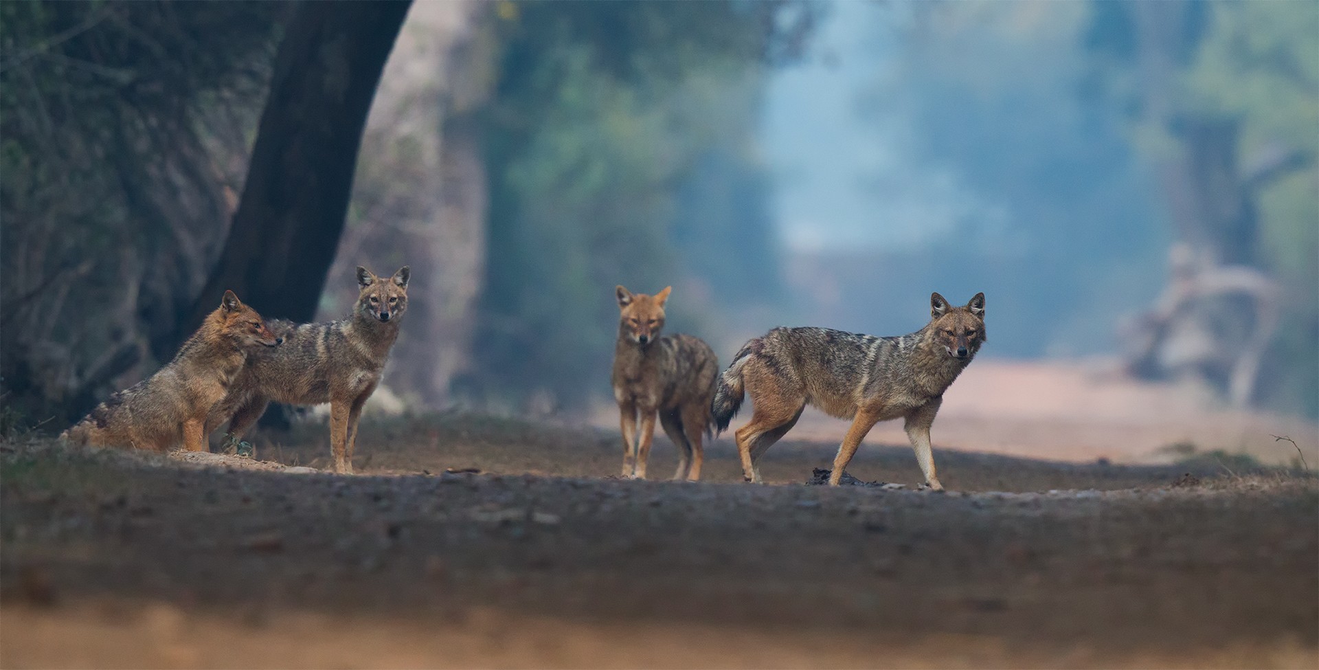Indranil basu mallick                  copy - Animal Collective | Nature inFocus