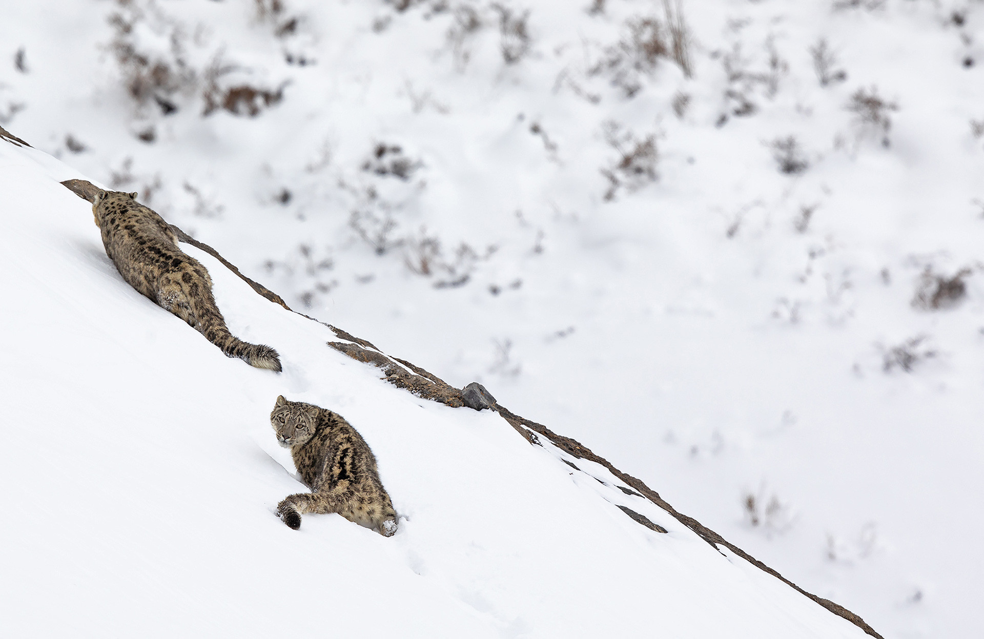 Snow Leopard pair in snow