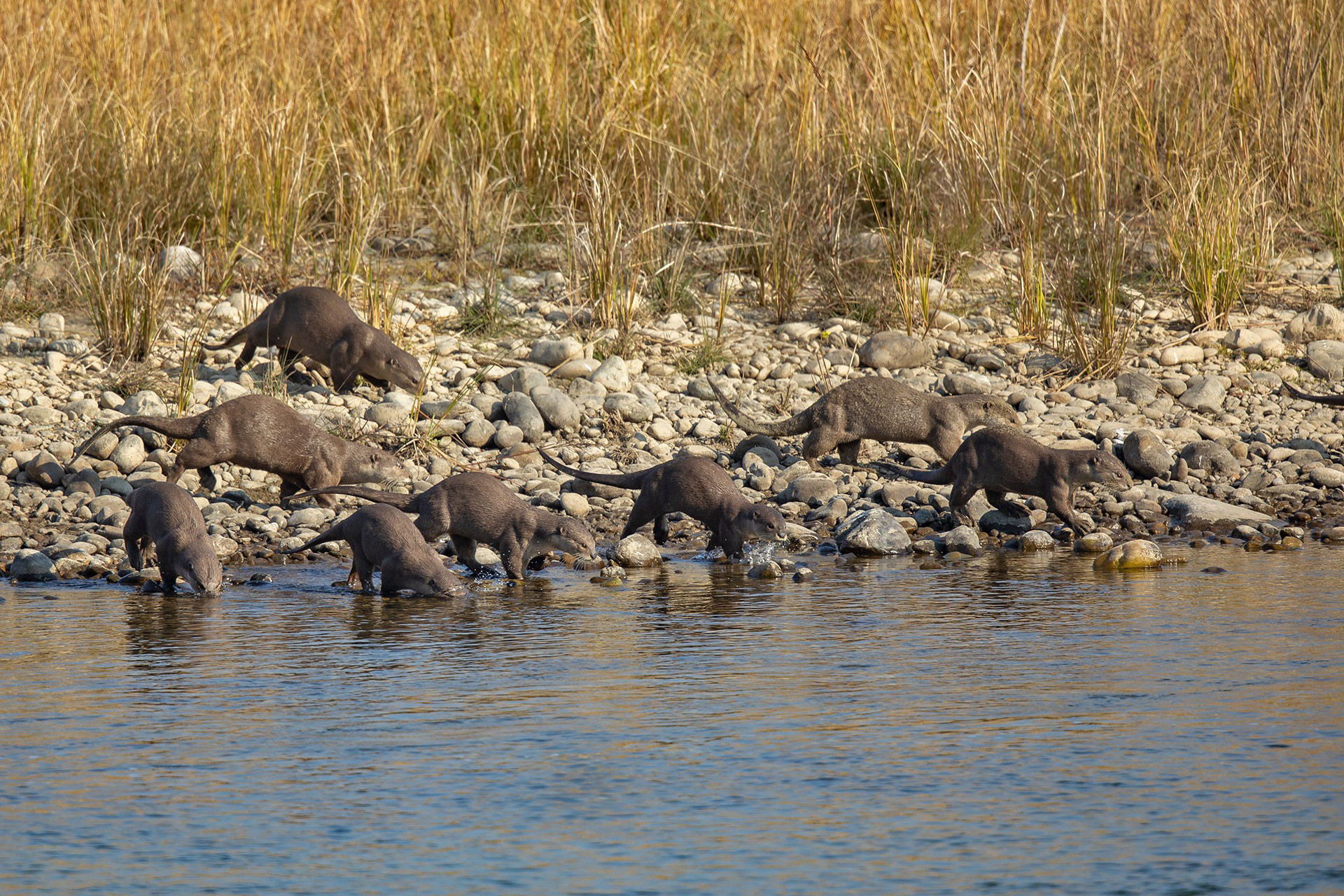 A smooth coated otter family in corbett national park in uttarakhand