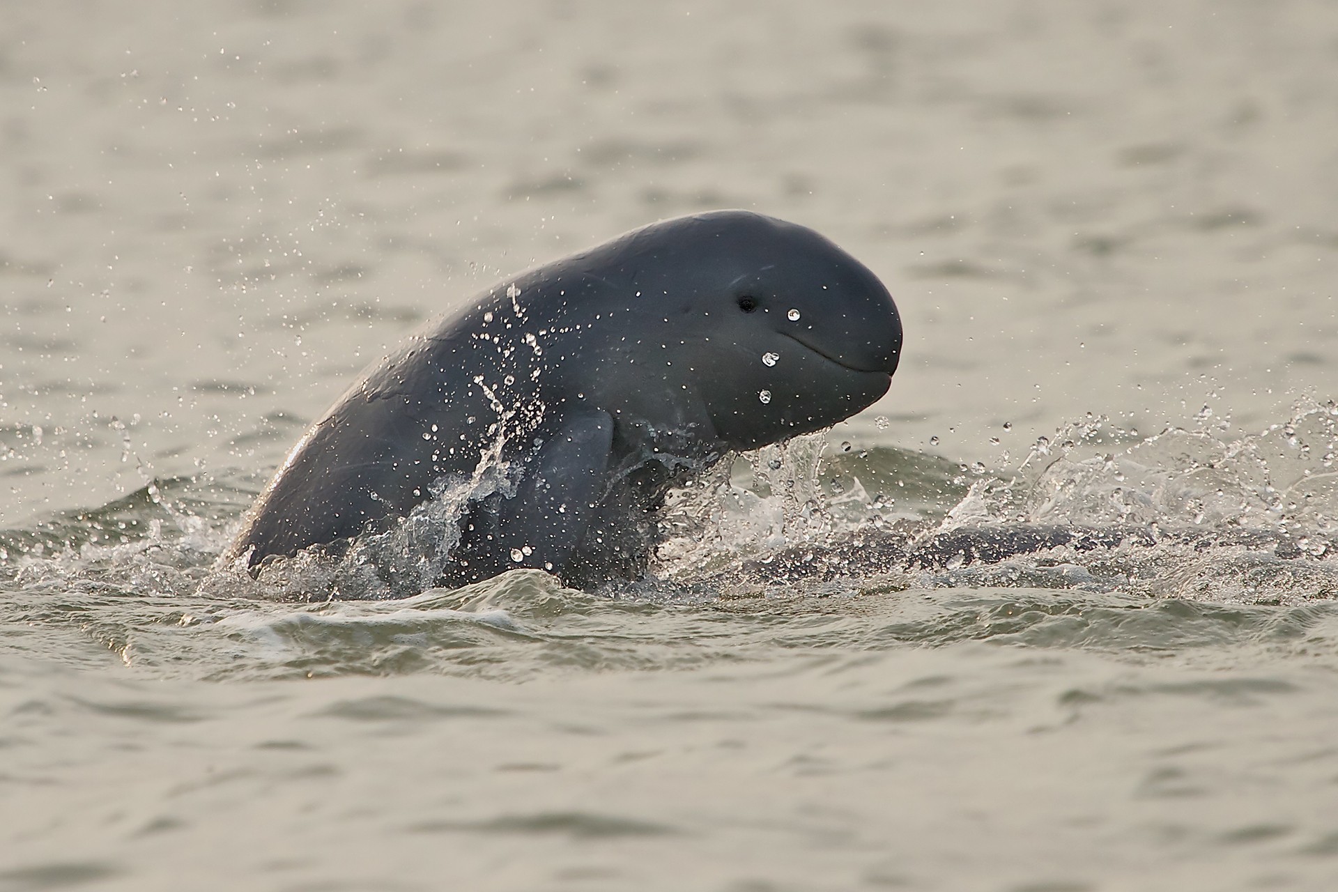 Irrawaddy dolphin from chilika jewel of odisha picture by vasanth asokan - Quick Five: Shekar Dattatri | Nature inFocus
