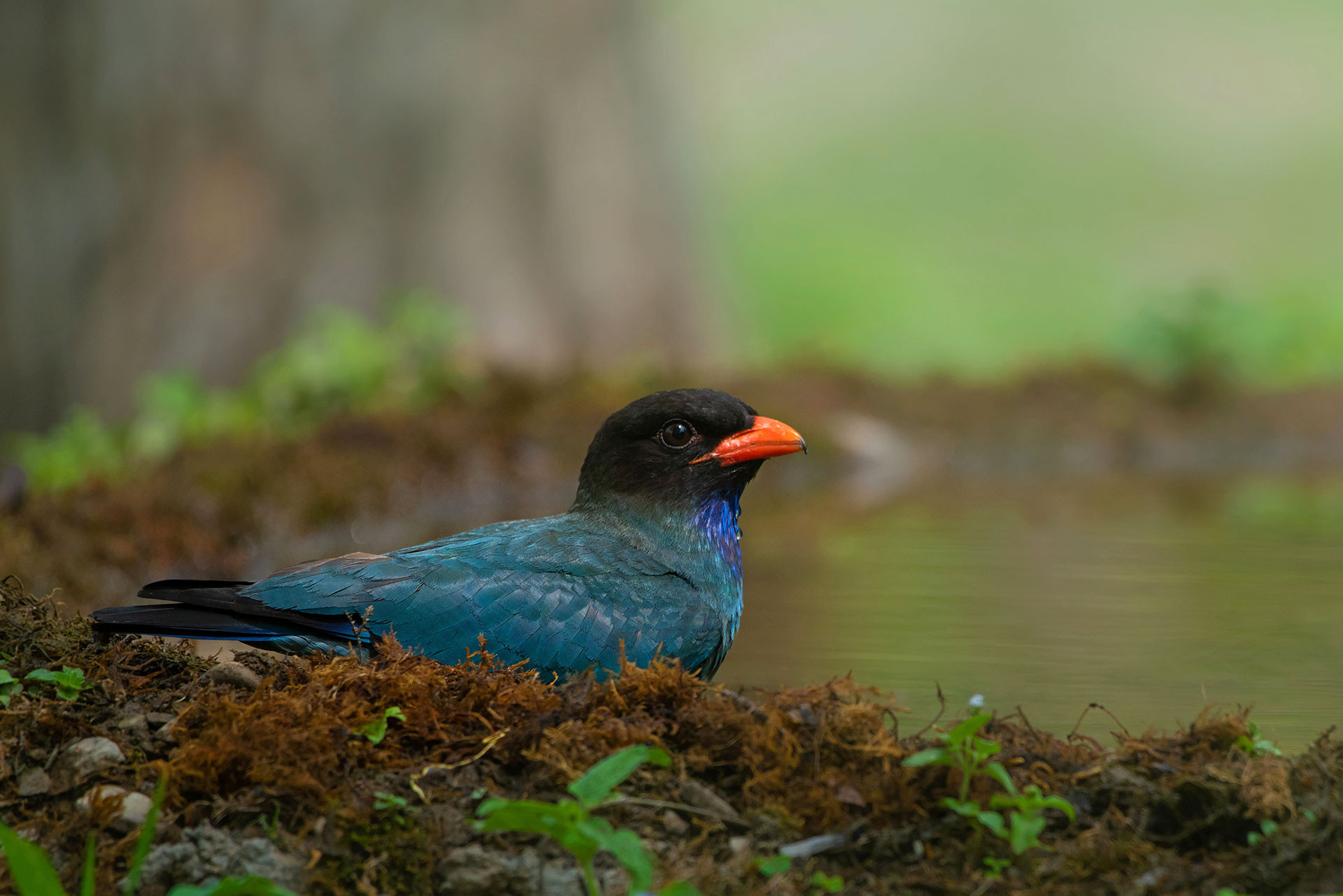      Jamoon Dollar Bird on Jamoon Hide MKH      NWK | Nature Infocus