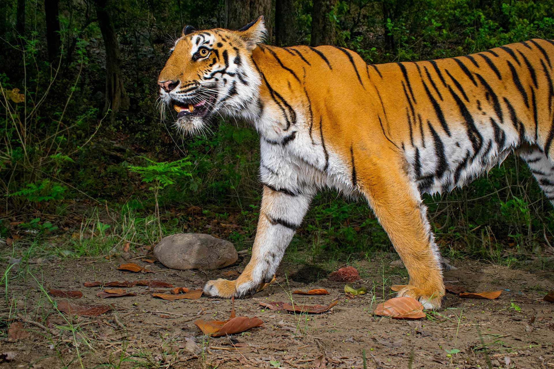      Jamoon Female Tiger CT DSC      NWK | Nature Infocus