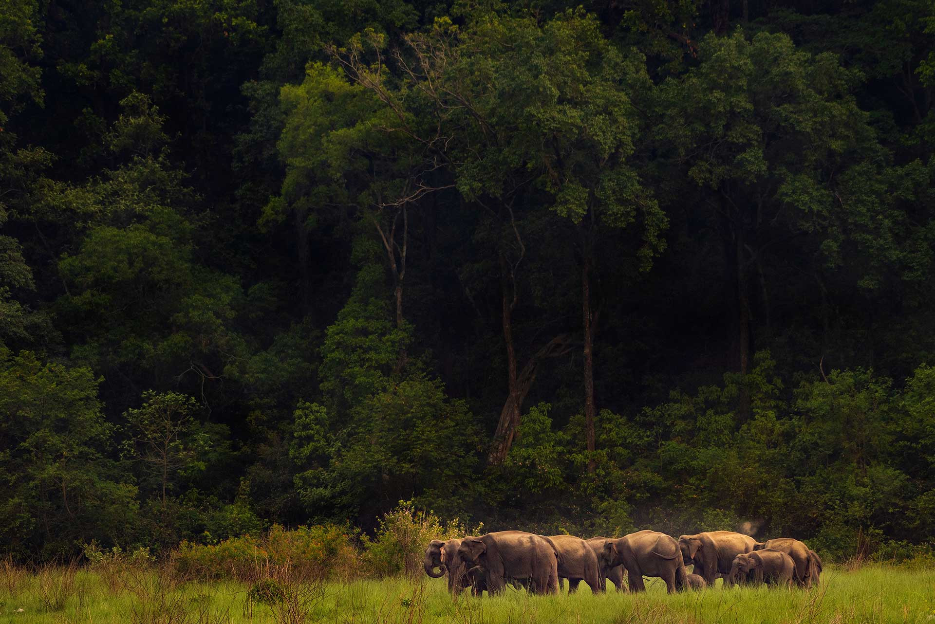      Jamoon Forest and Elephant herd Jamoon MKH      NWK | Nature Infocus