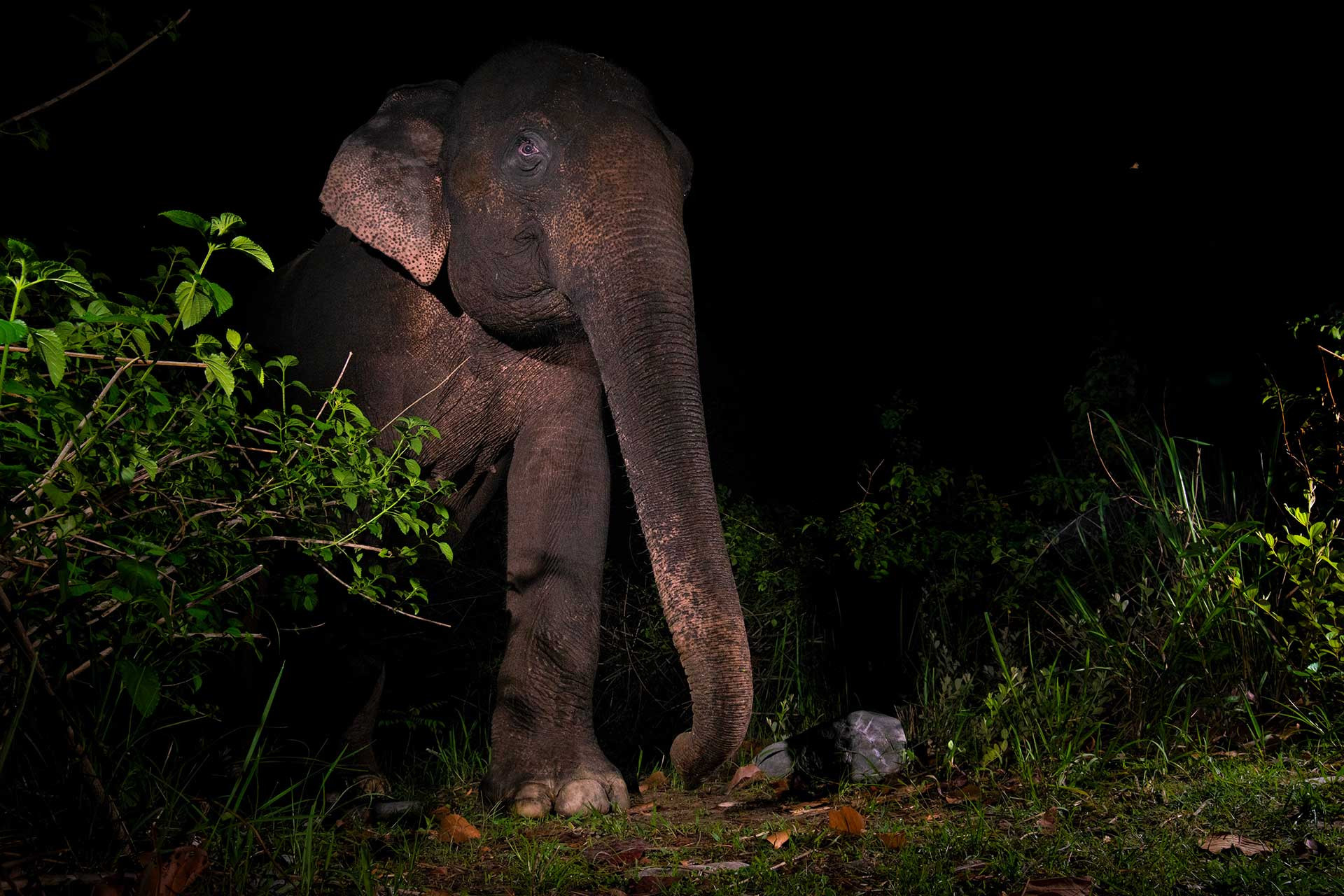      Jamoon Indian Elephant M on CT DSC      NWK | Nature Infocus