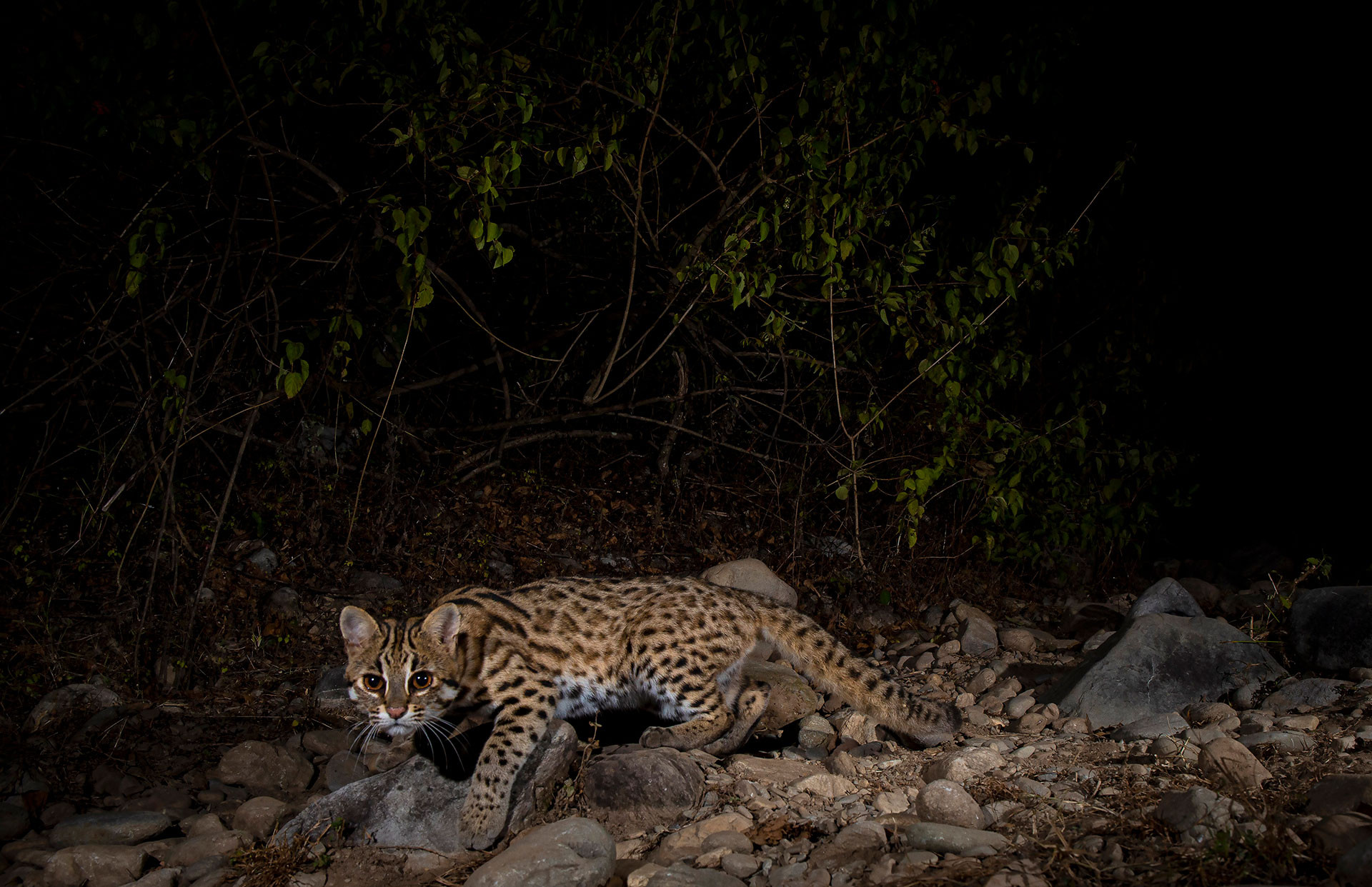      Jamoon MG      | Nature Infocus