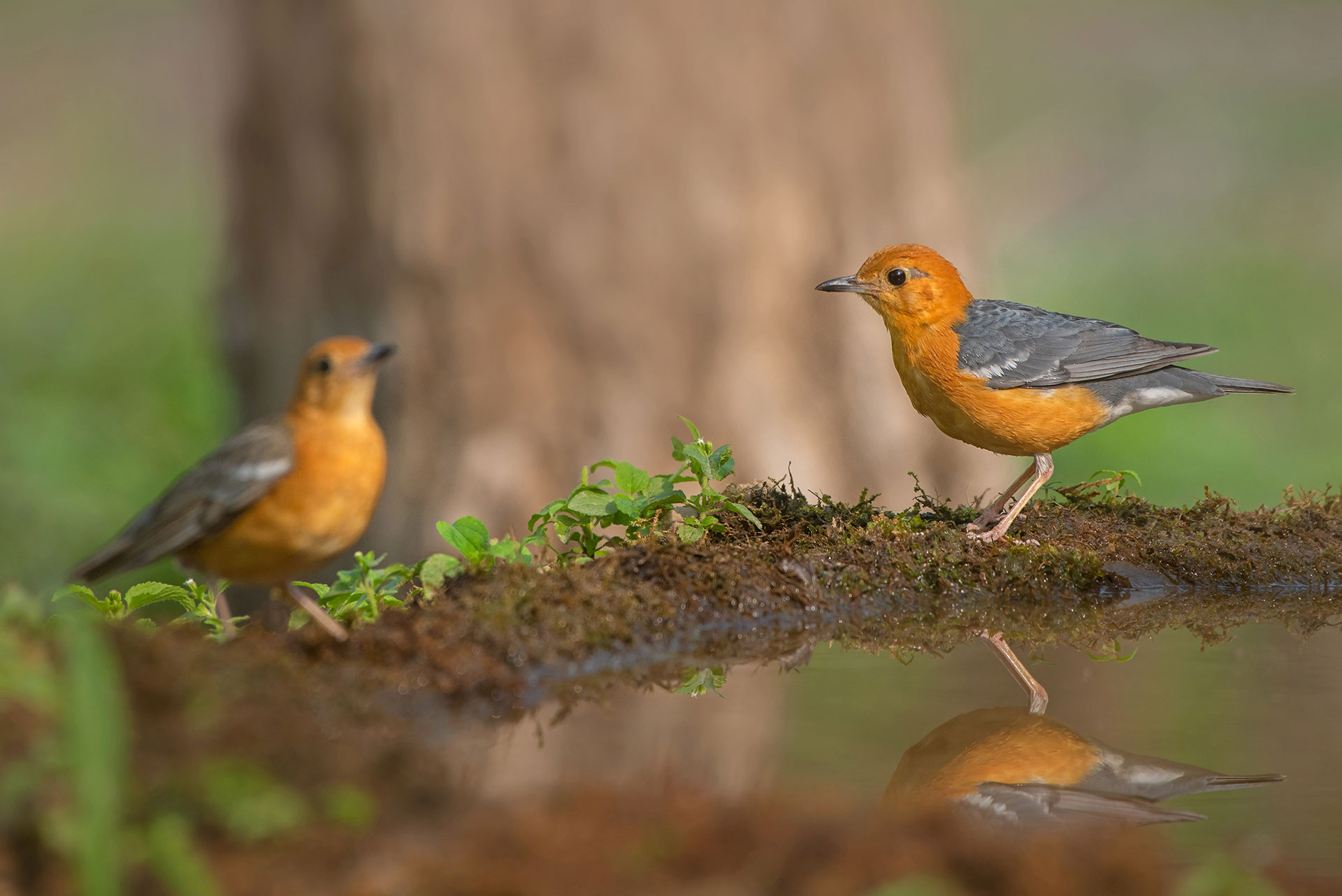      Jamoon Orange Headed Thrush MKH      NWK | Nature Infocus