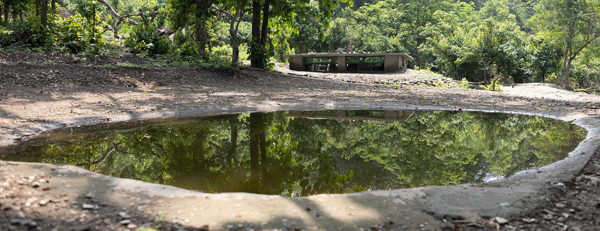      Jamoon Page    | Nature Infocus