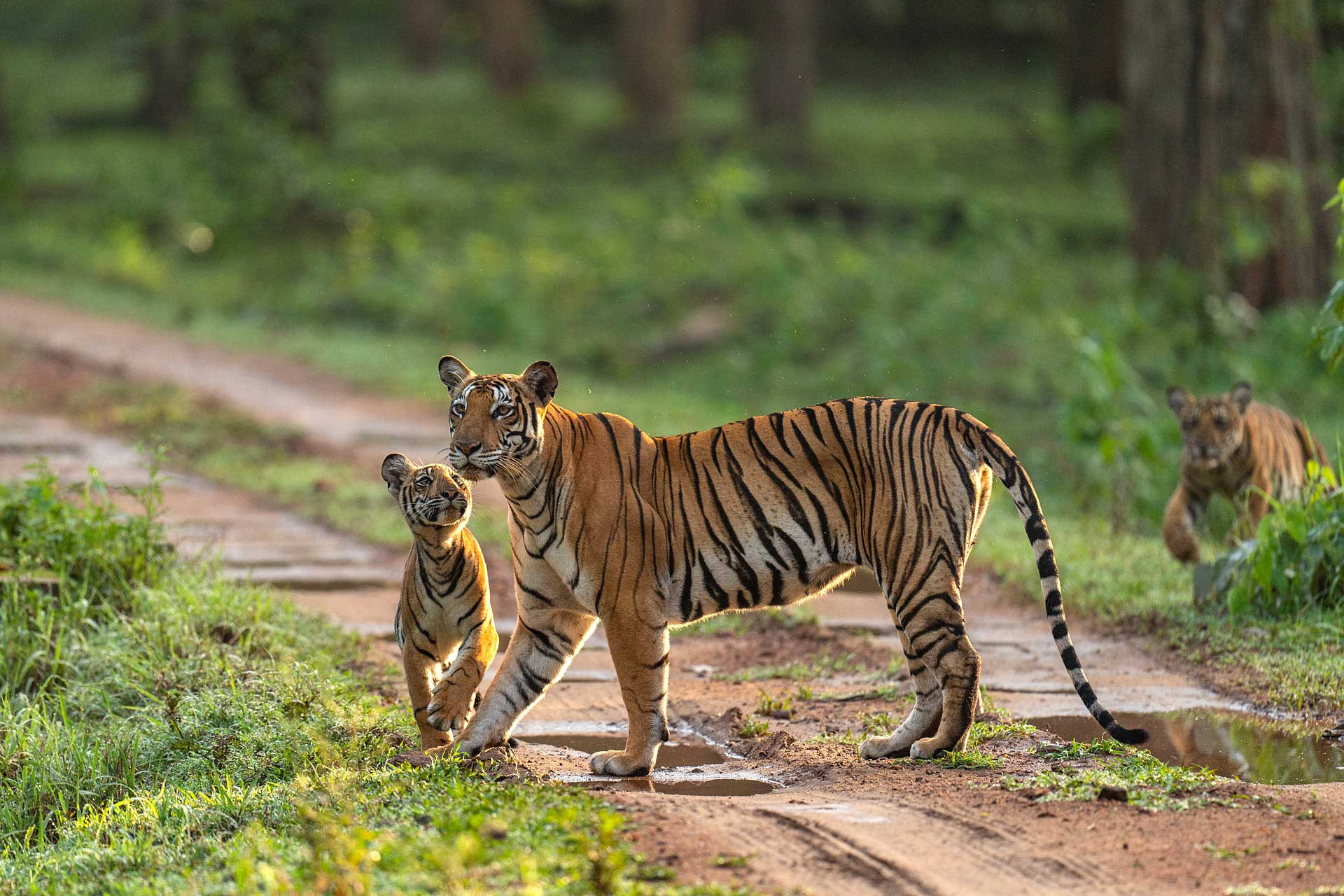 Backwater Female aka Kismat with cubs at Kabini in Nagarahole | Nature inFocus