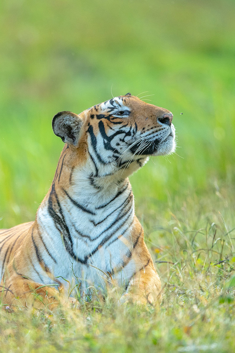 Backwater Female aka Kismat from Kabini Nagarahole National Park