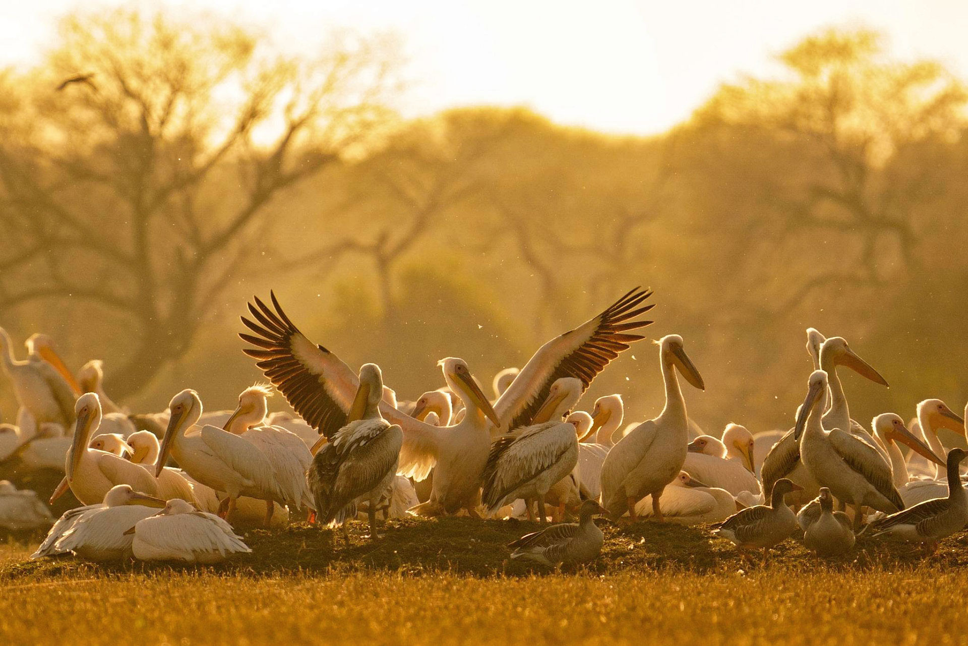 Great White Pelicans in Bharatpur Bird Sanctuary