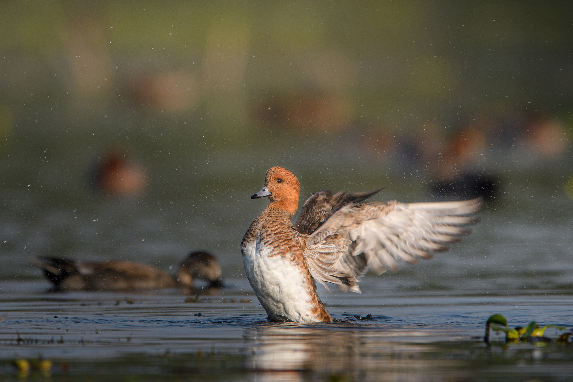 Eurasian Wigeon Mareca penelope in Gavier Lake, Surat