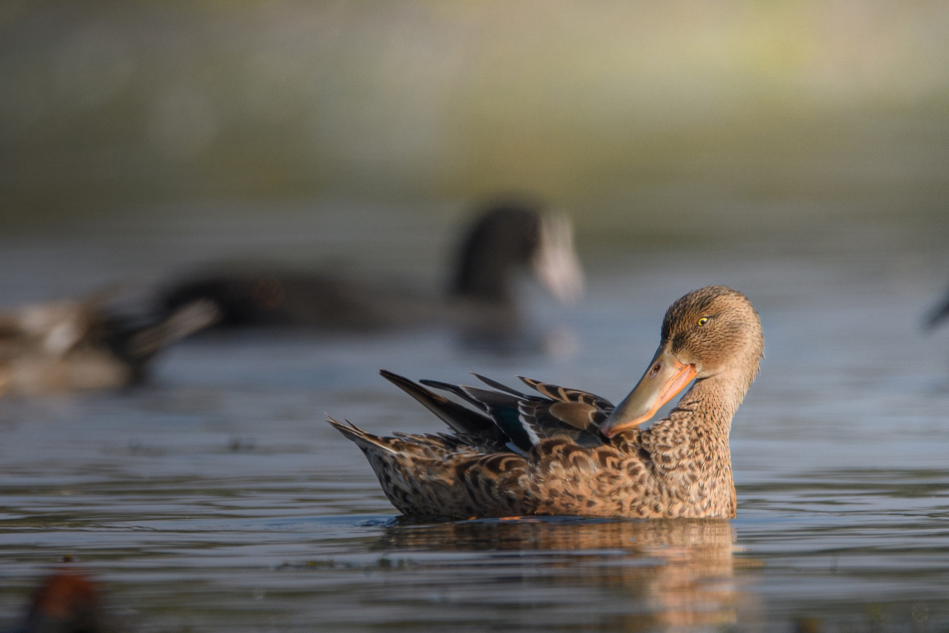 Northern Shoveler in Gavier Lake, Surat