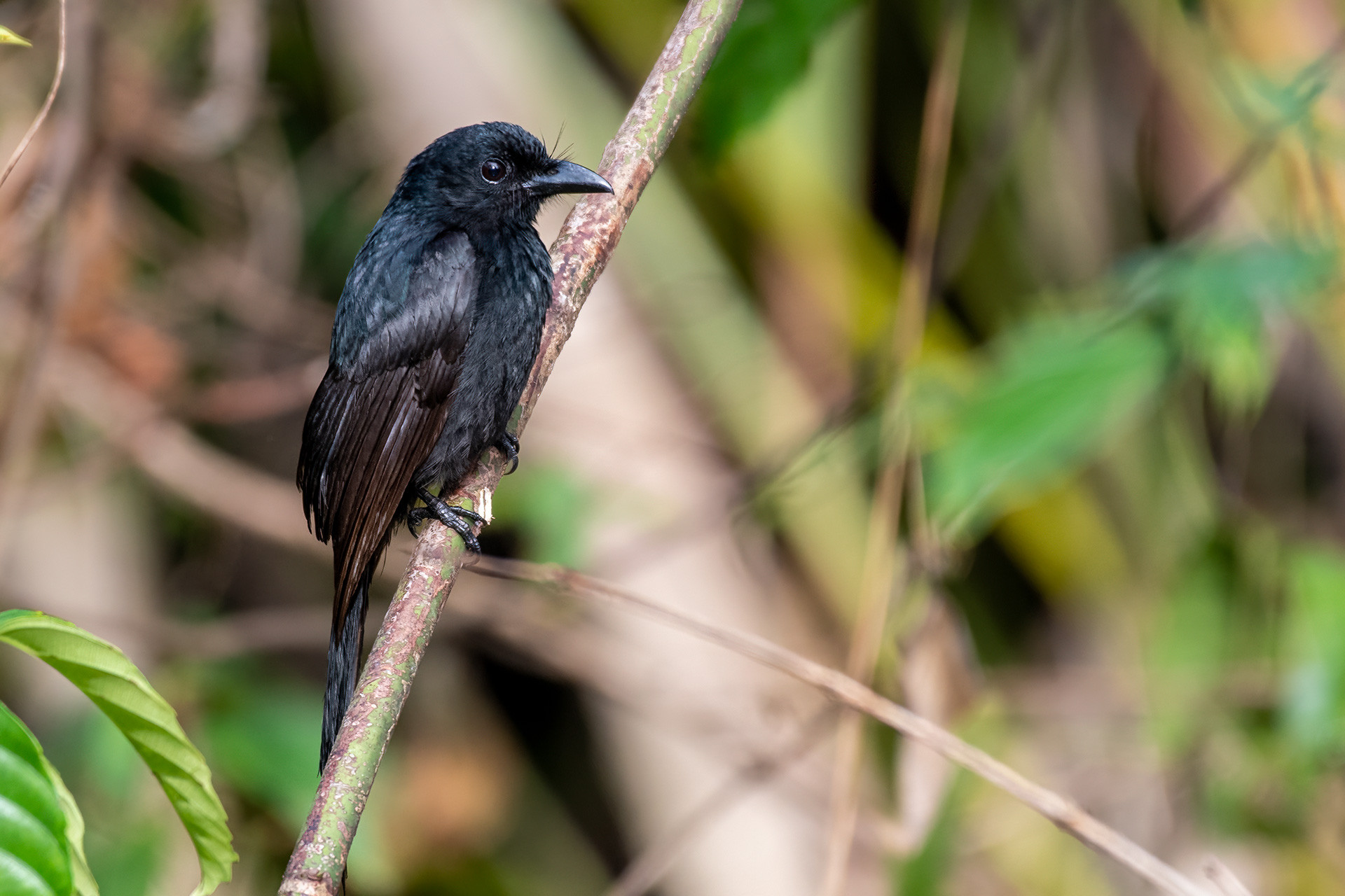 Andaman Drongo from Andaman and Nicobar Islands