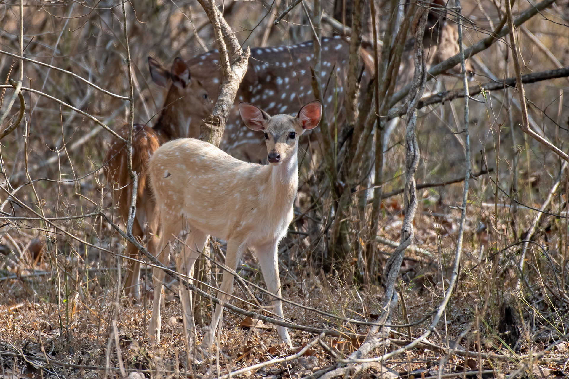 Leucistic Spotted Deer Chital
