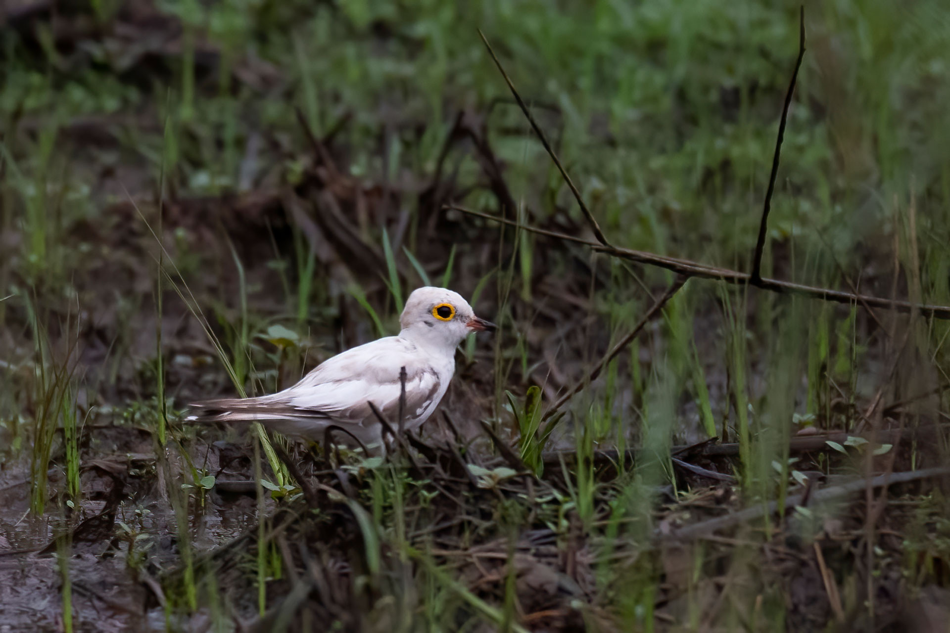Leucistic Little Ringed Plover