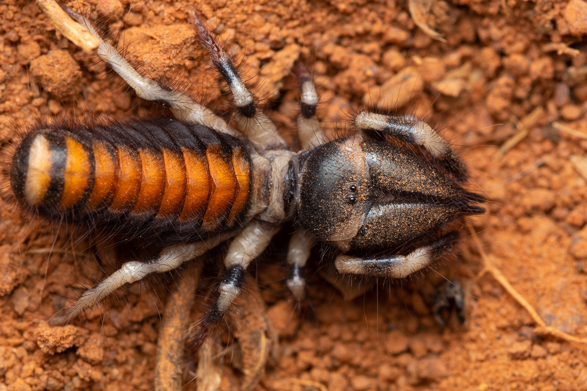 Camel spider