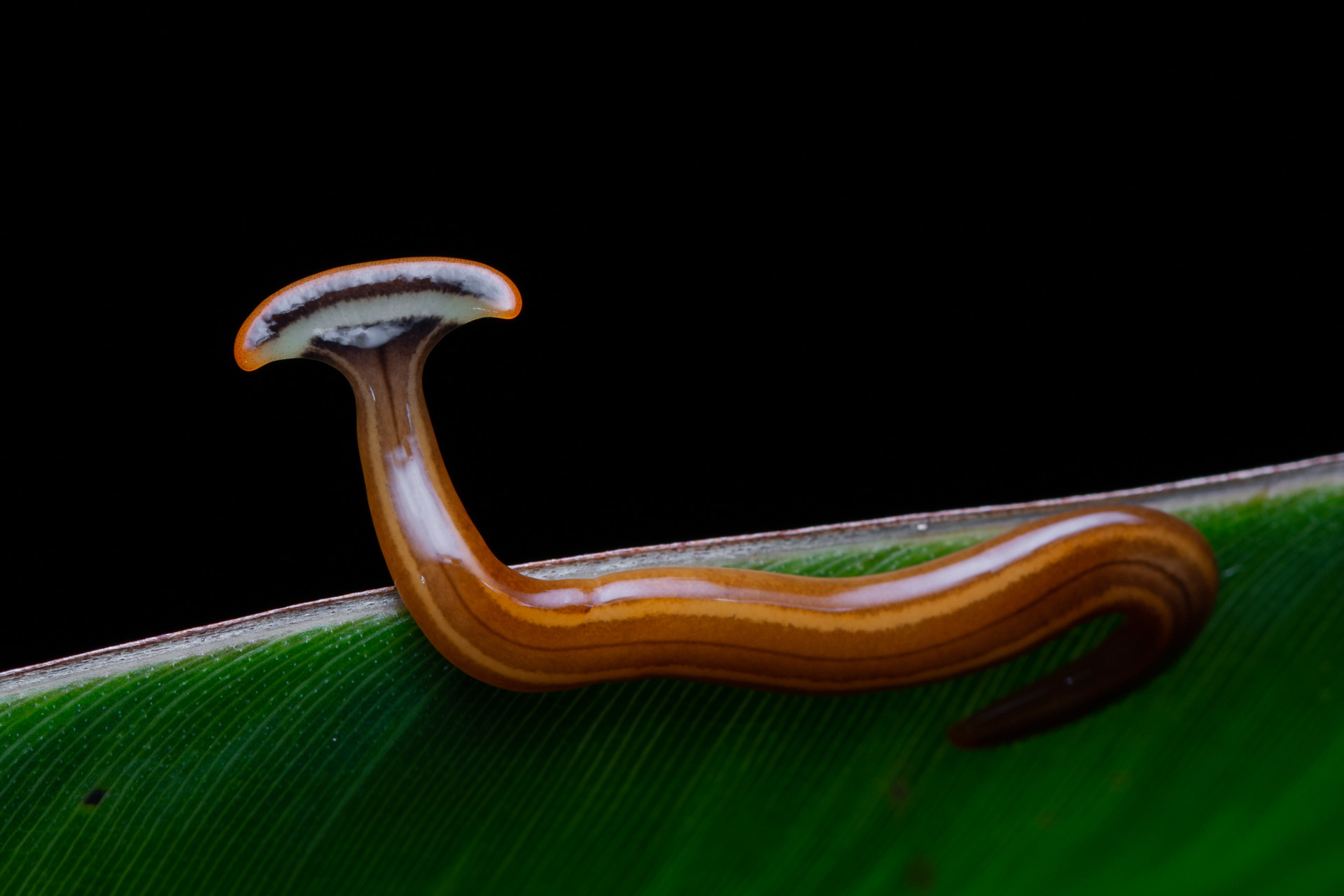 Bipalium or hammer-headed worm