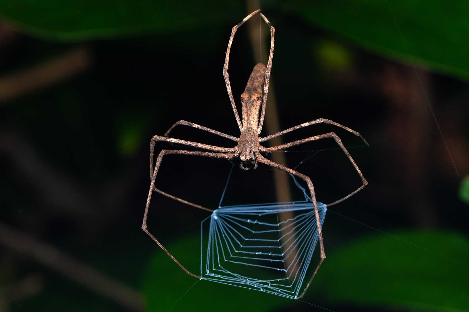 Net-casting spider or Ogre-faced spider