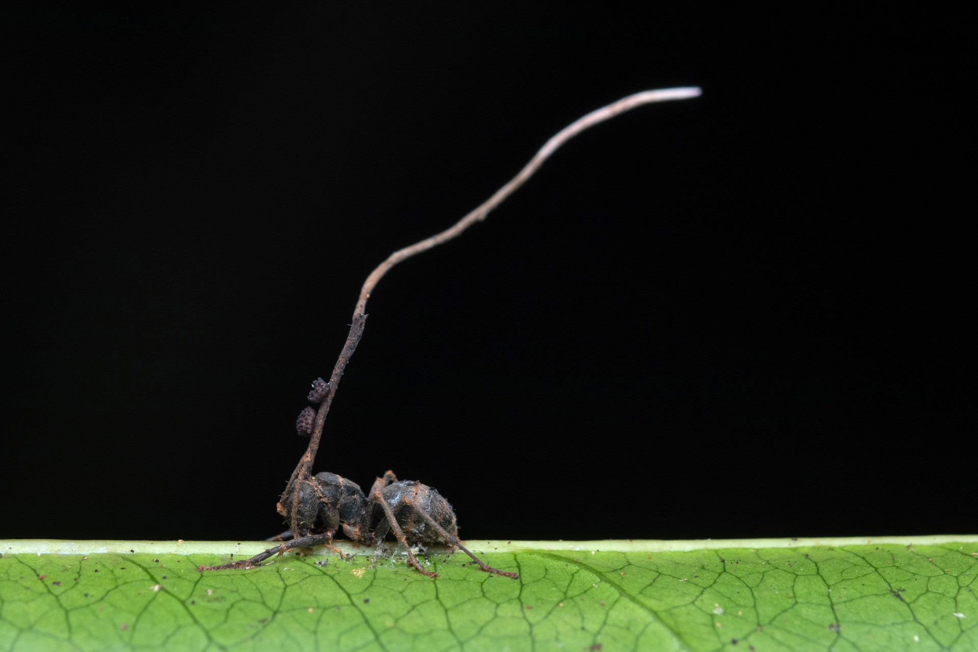 Entomopathogenic zombie fungi growing on an ant