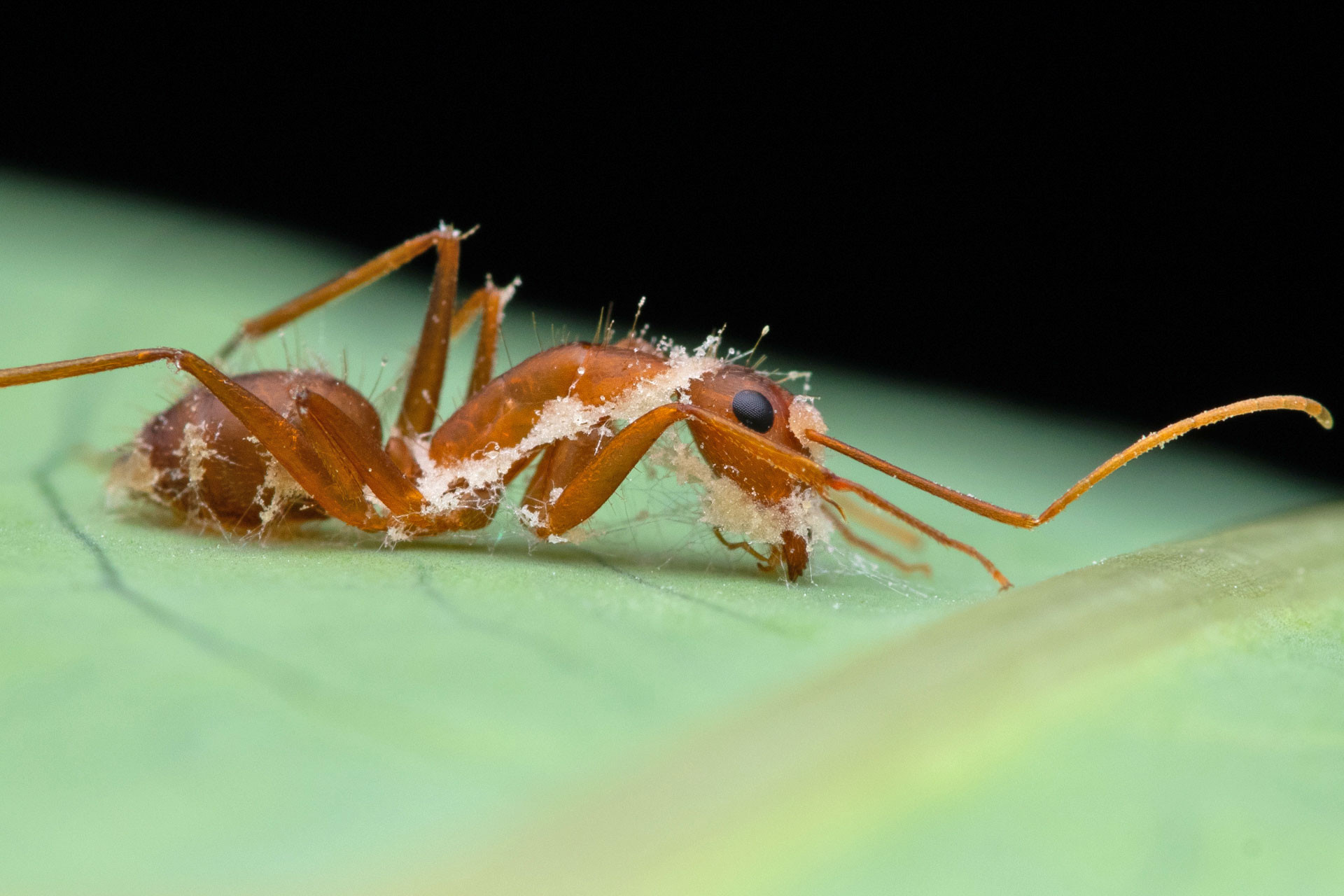 Entomopathogenic zombie fungi growing on ant