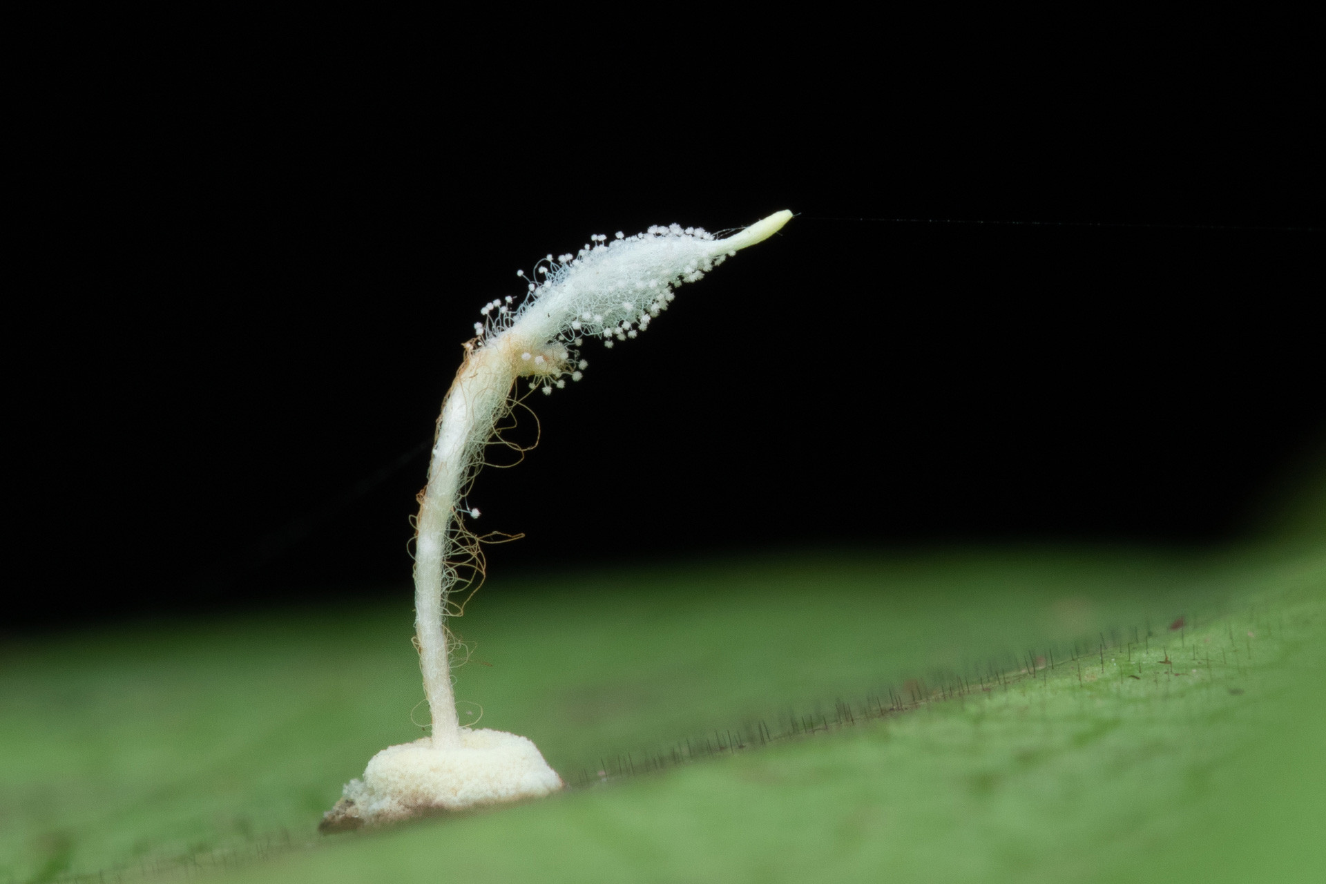 entomopathogenic fungus gibellula sp fruiting body