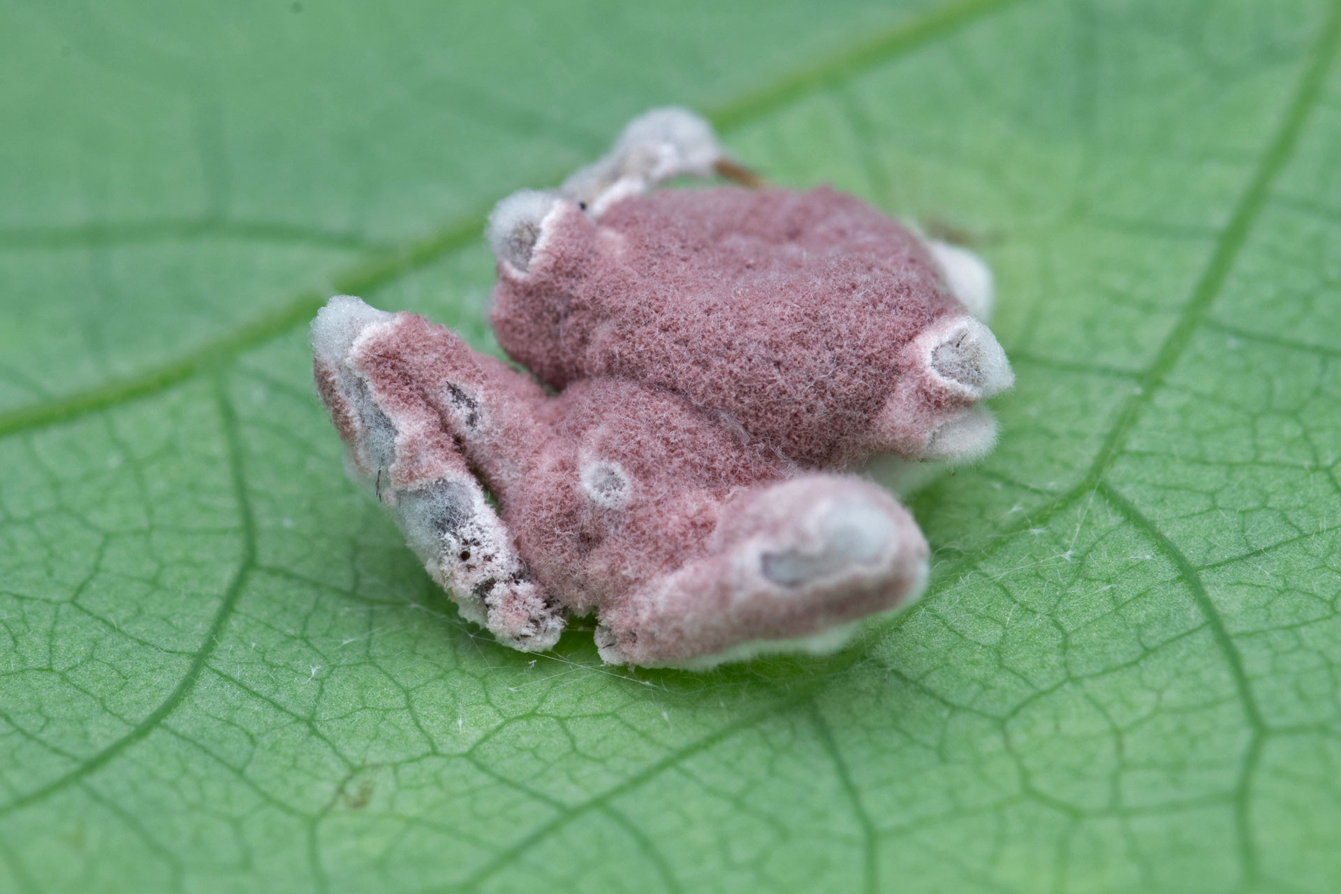 zombie fungus growing on a spider