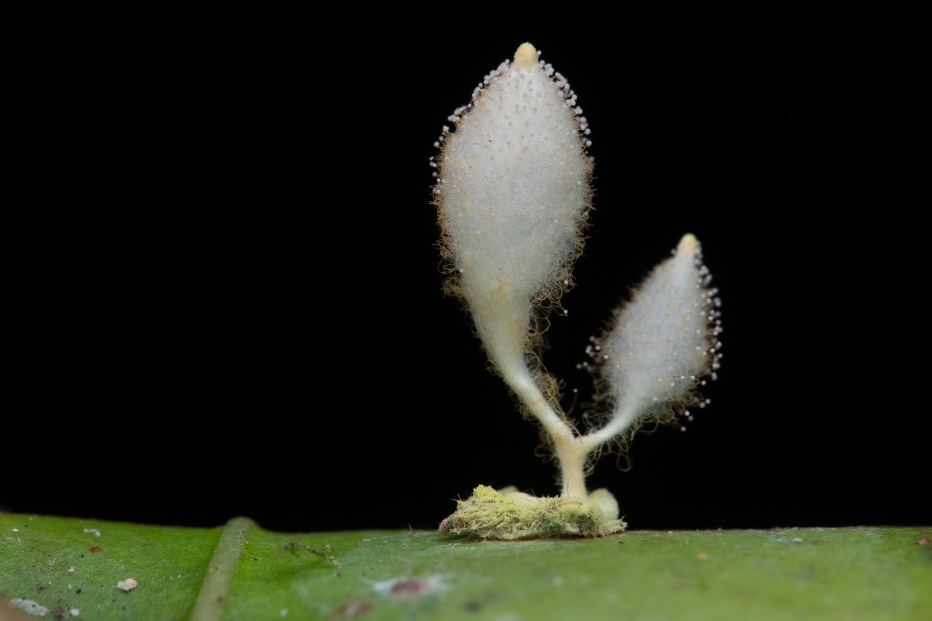 fruiting body of zombie fungus