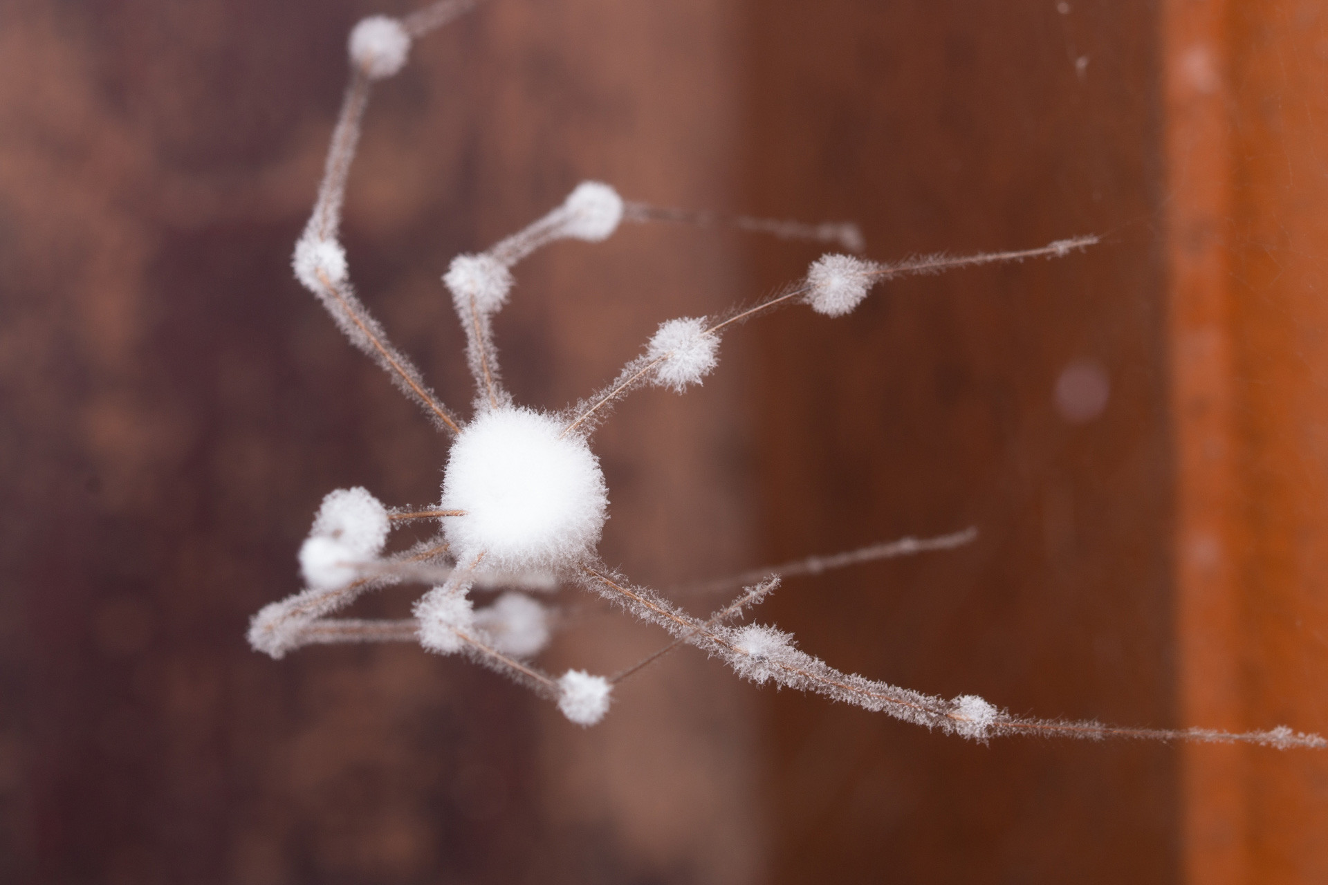 entomopathogenic fungus on daddy long legs spider