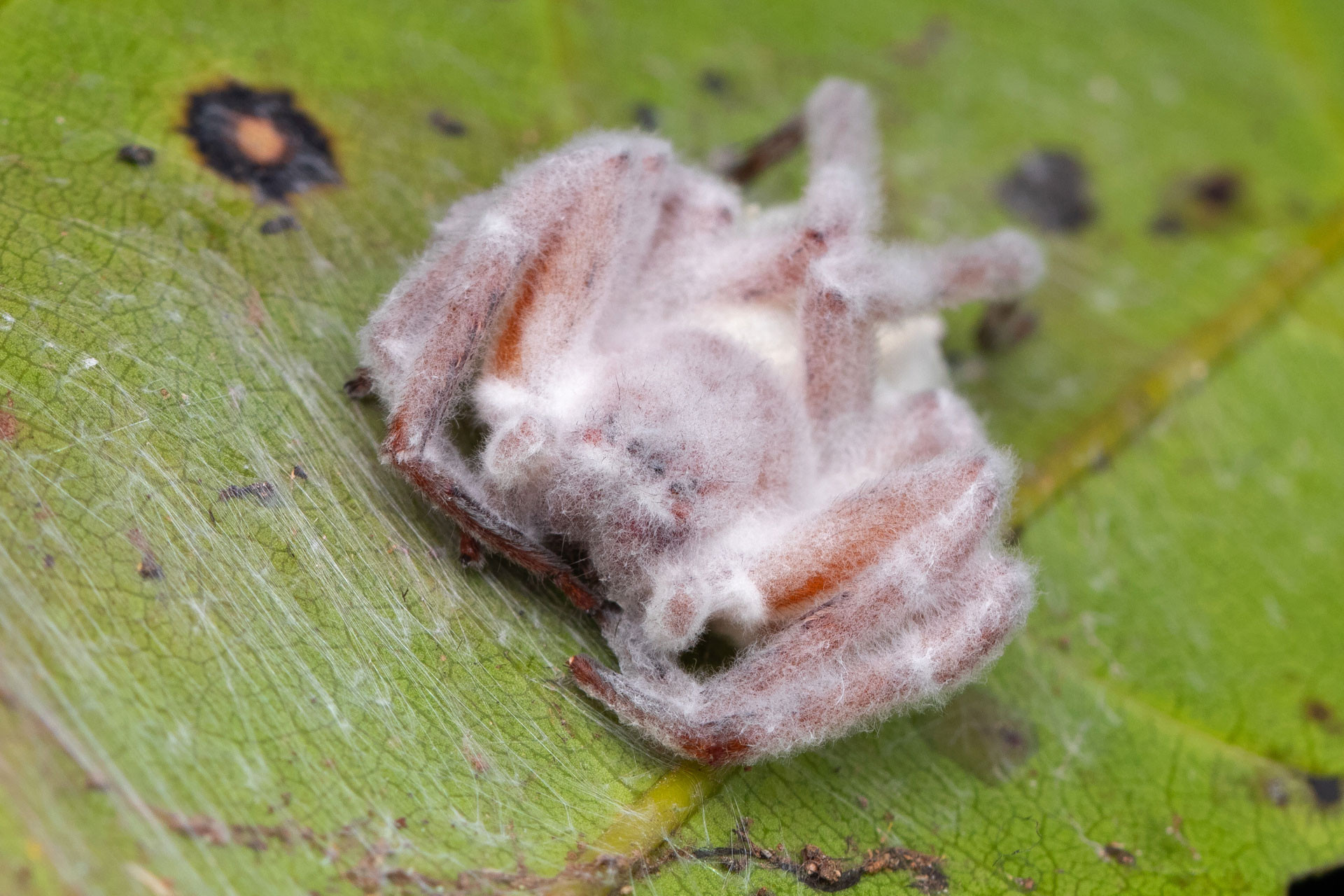Entomopathogenic zombie fungi growing on a spider