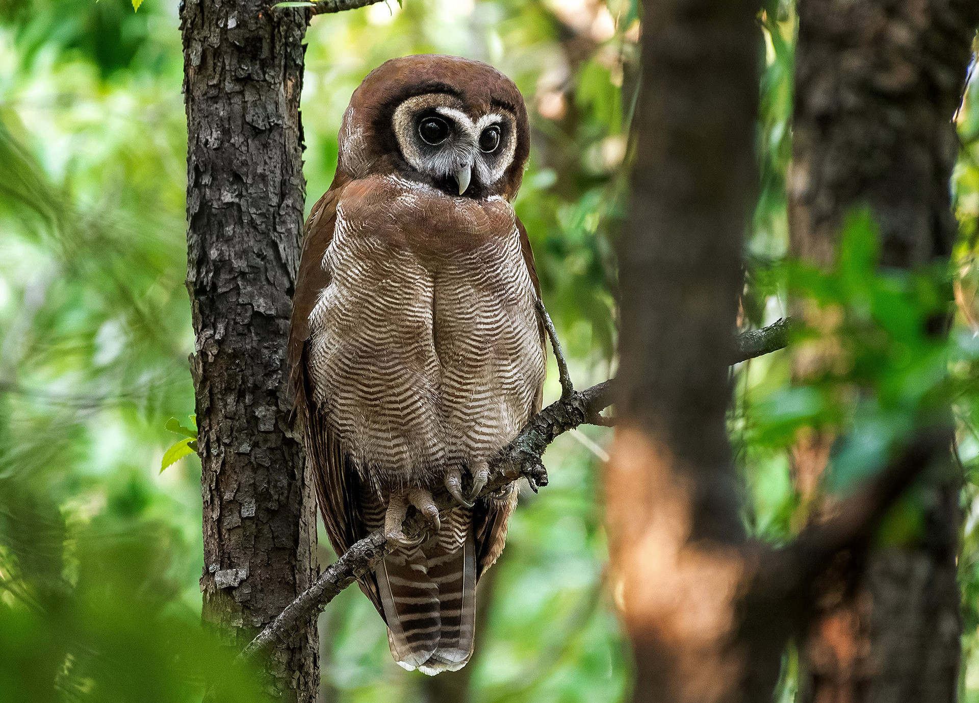 Brown Wood-Owl Strix leptogrammica in Sattal Uttarakhand
