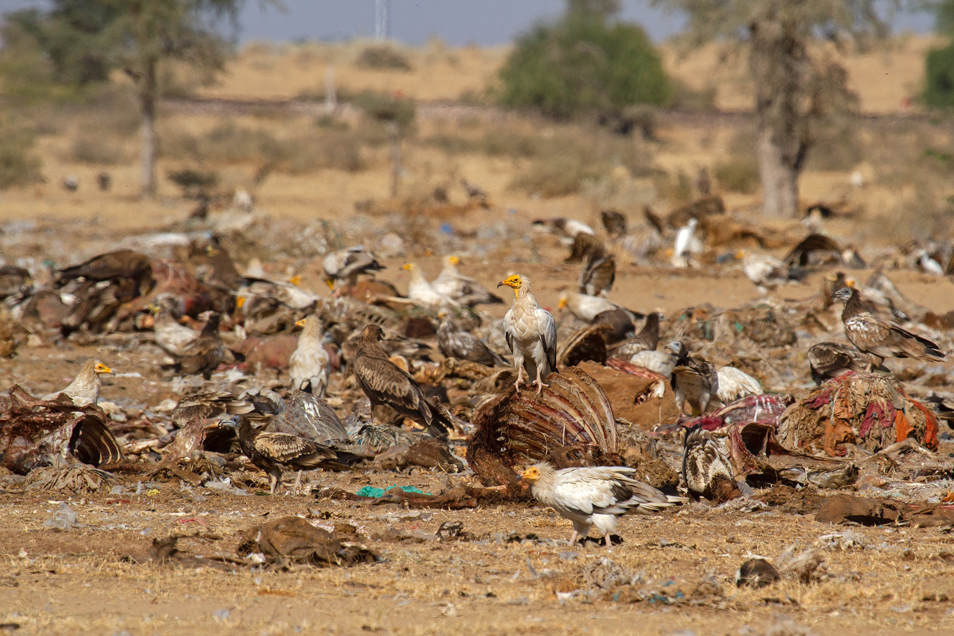 Egyptian Vultures in Jorbeer Conservation Reserve in Bikaner, Rajasthan