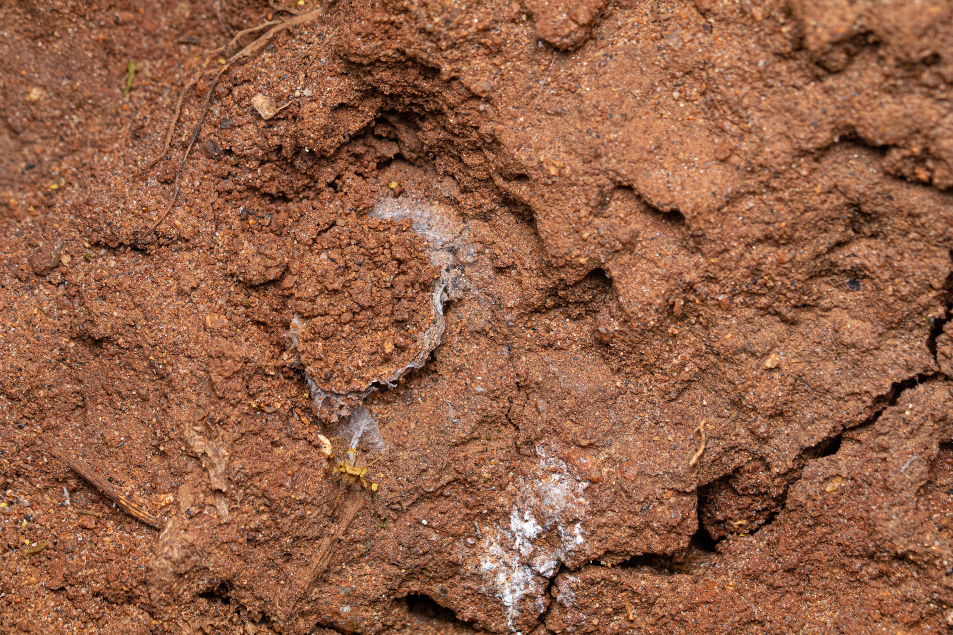 Trapdoor spider Conothele sp