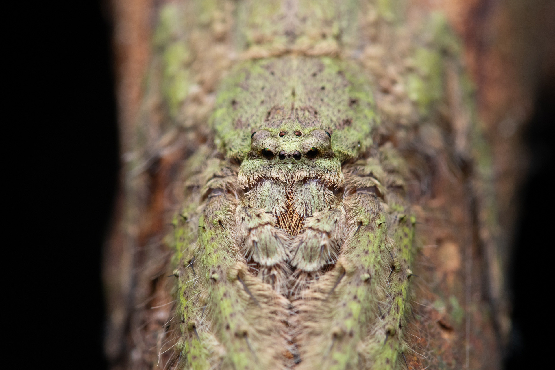 Lichen Huntsman spider Pandarcetes sp