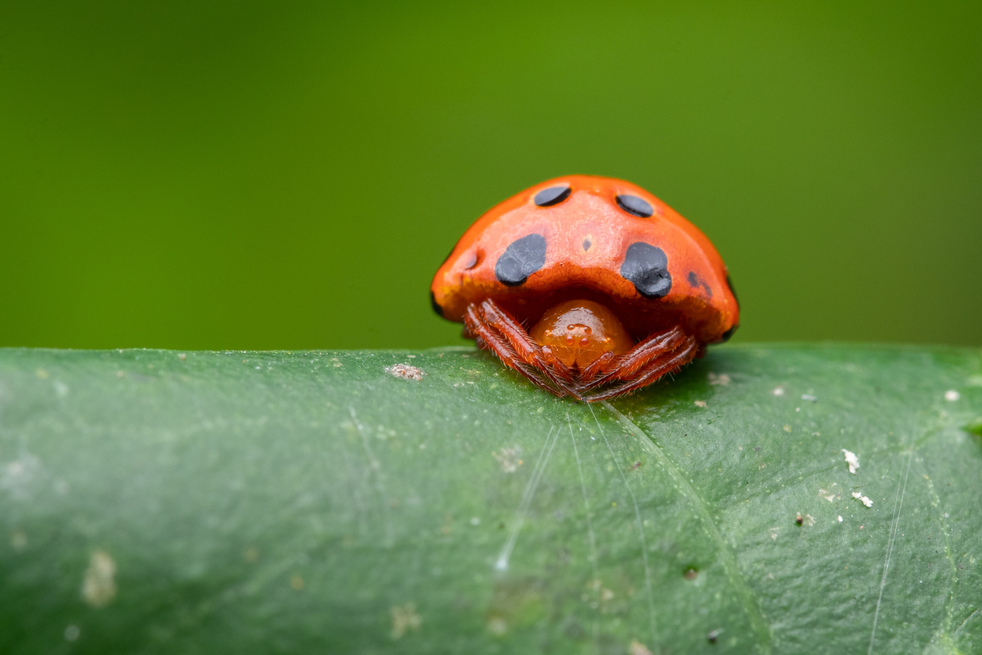 Ladybird-mimicking spider Paraplectana rajashree